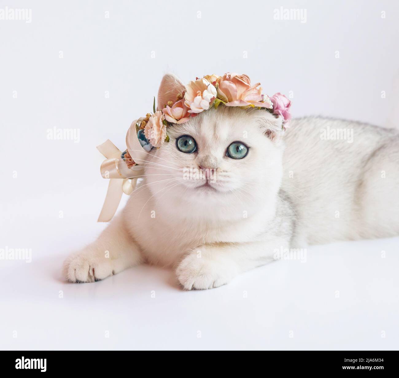 Carino gattino con fiori rosa sulla testa. Bel gattino su sfondo bianco. Foto Stock