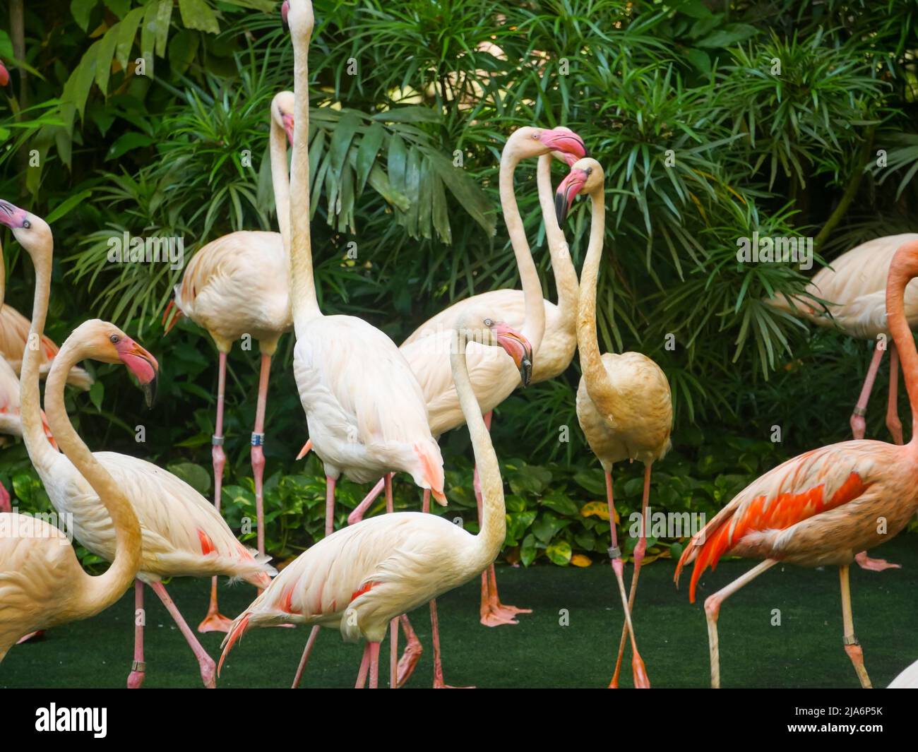 Fenicotteri o fenicotteri, grosso uccello d'acqua radunato nel Parco Foto Stock