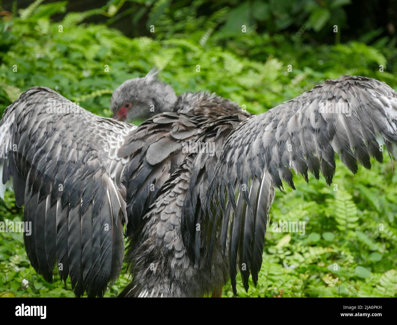 Uccello cigno marrone in piedi sul terreno erboso nel Parco Foto Stock