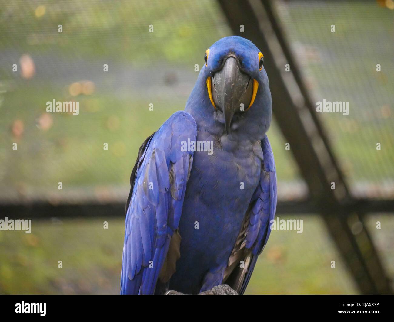 Iacinto macaw (Anodorhynchus hyacinthinus), o hyacinthine macaw, è un pappagallo seduto su legno ceppo nel parco Foto Stock