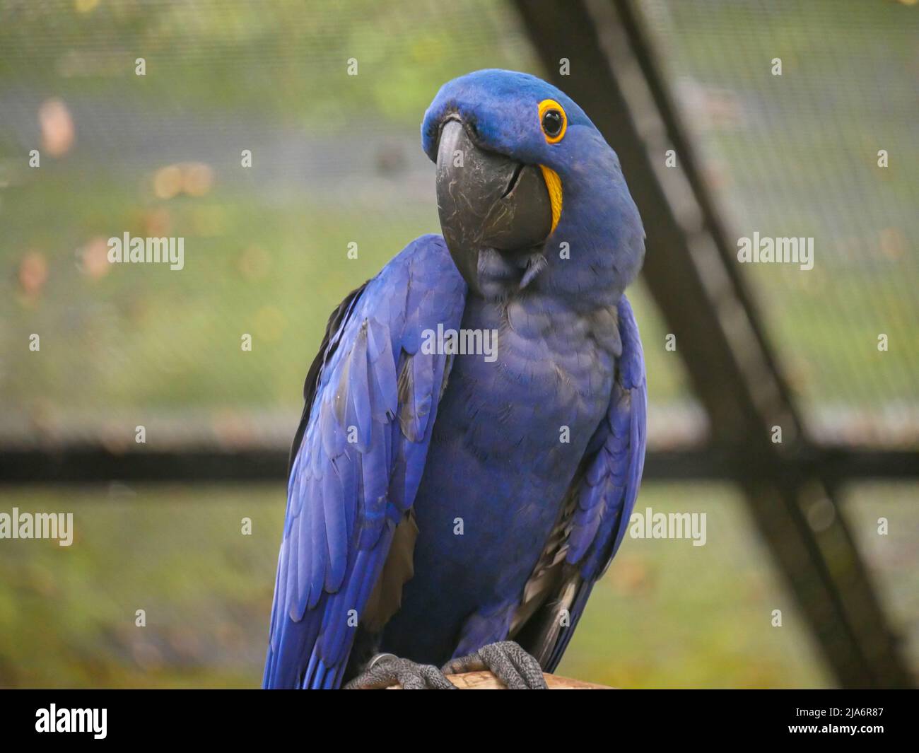 Iacinto macaw (Anodorhynchus hyacinthinus), o hyacinthine macaw, è un pappagallo seduto su legno ceppo nel parco Foto Stock