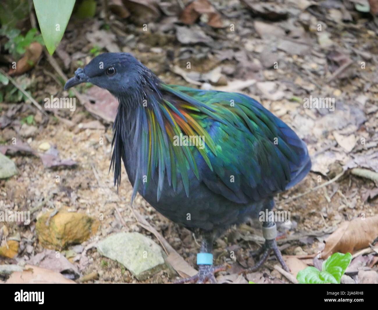 Il piccione Nicobar (Caloenas nicobarica) è un uccello che si trova su piccole isole e nelle regioni costiere delle Andamane e Nicobar, India che vagano in Pa Foto Stock