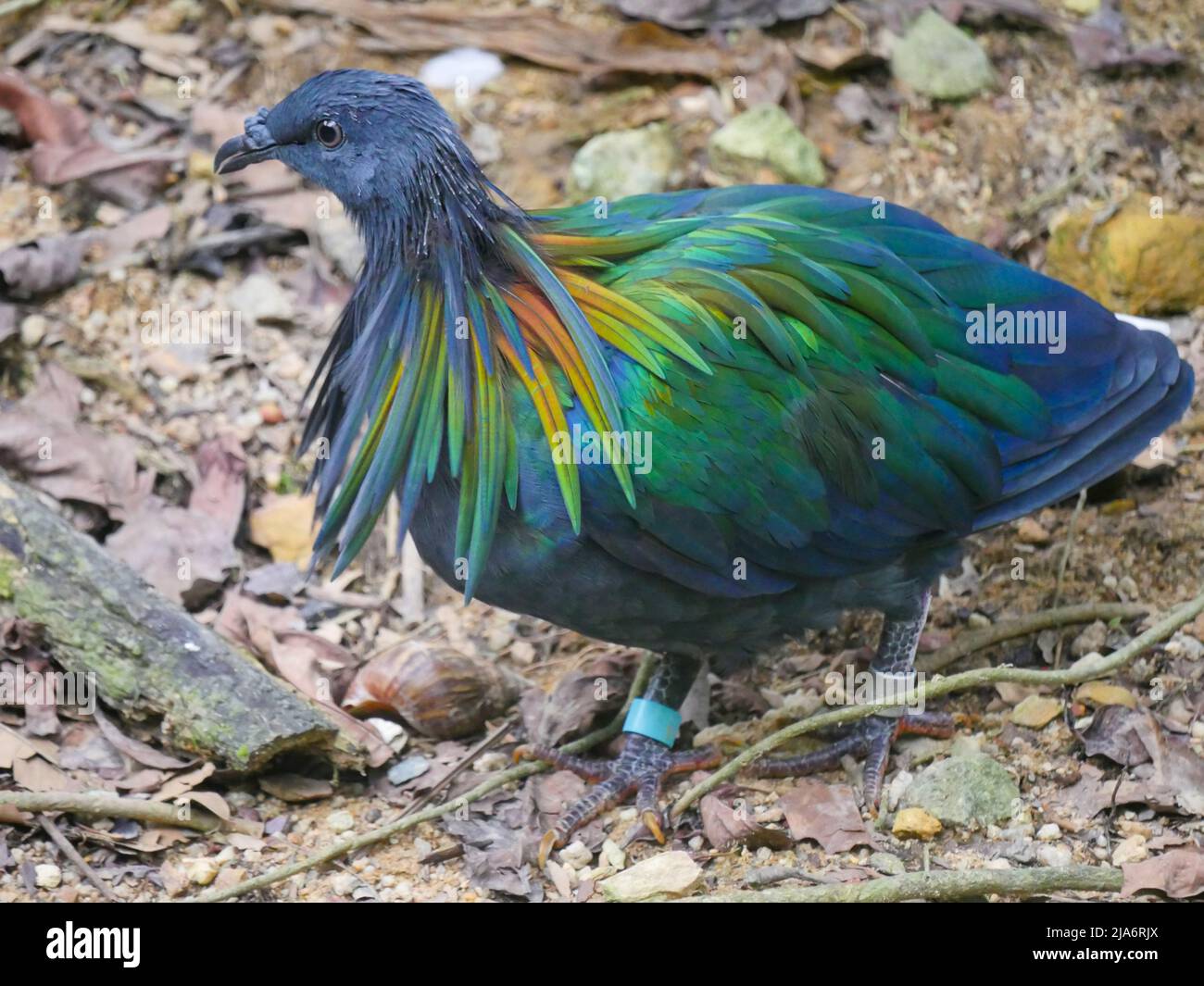 Il piccione Nicobar (Caloenas nicobarica) è un uccello che si trova su piccole isole e nelle regioni costiere delle Andamane e Nicobar, India che vagano in Pa Foto Stock
