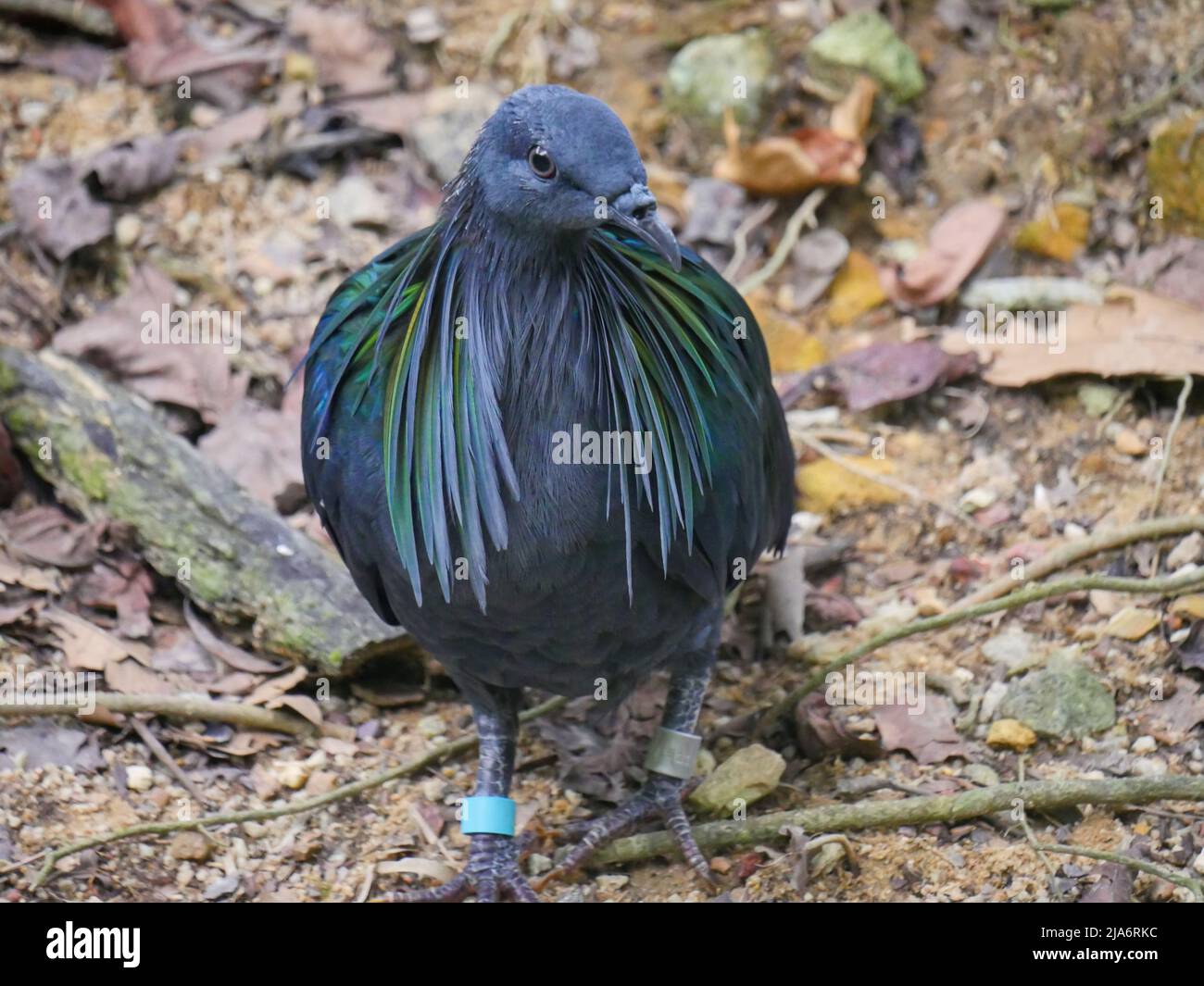 Il piccione Nicobar (Caloenas nicobarica) è un uccello che si trova su piccole isole e nelle regioni costiere delle Andamane e Nicobar, India che vagano in Pa Foto Stock