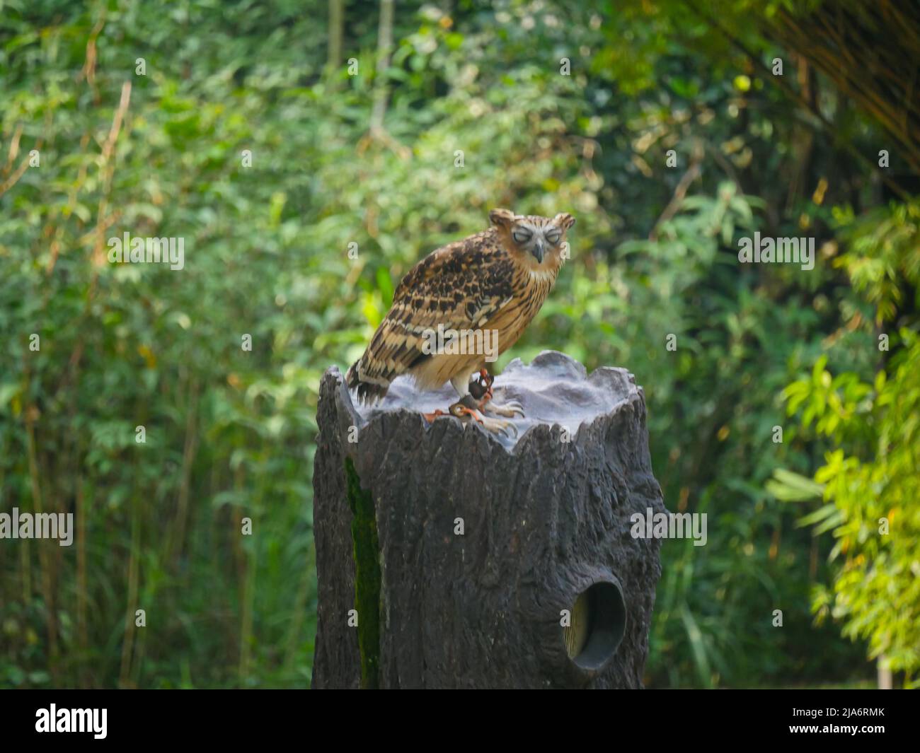 Gufo cornuto, occhi chiusi, seduta su albero stelo Foto Stock
