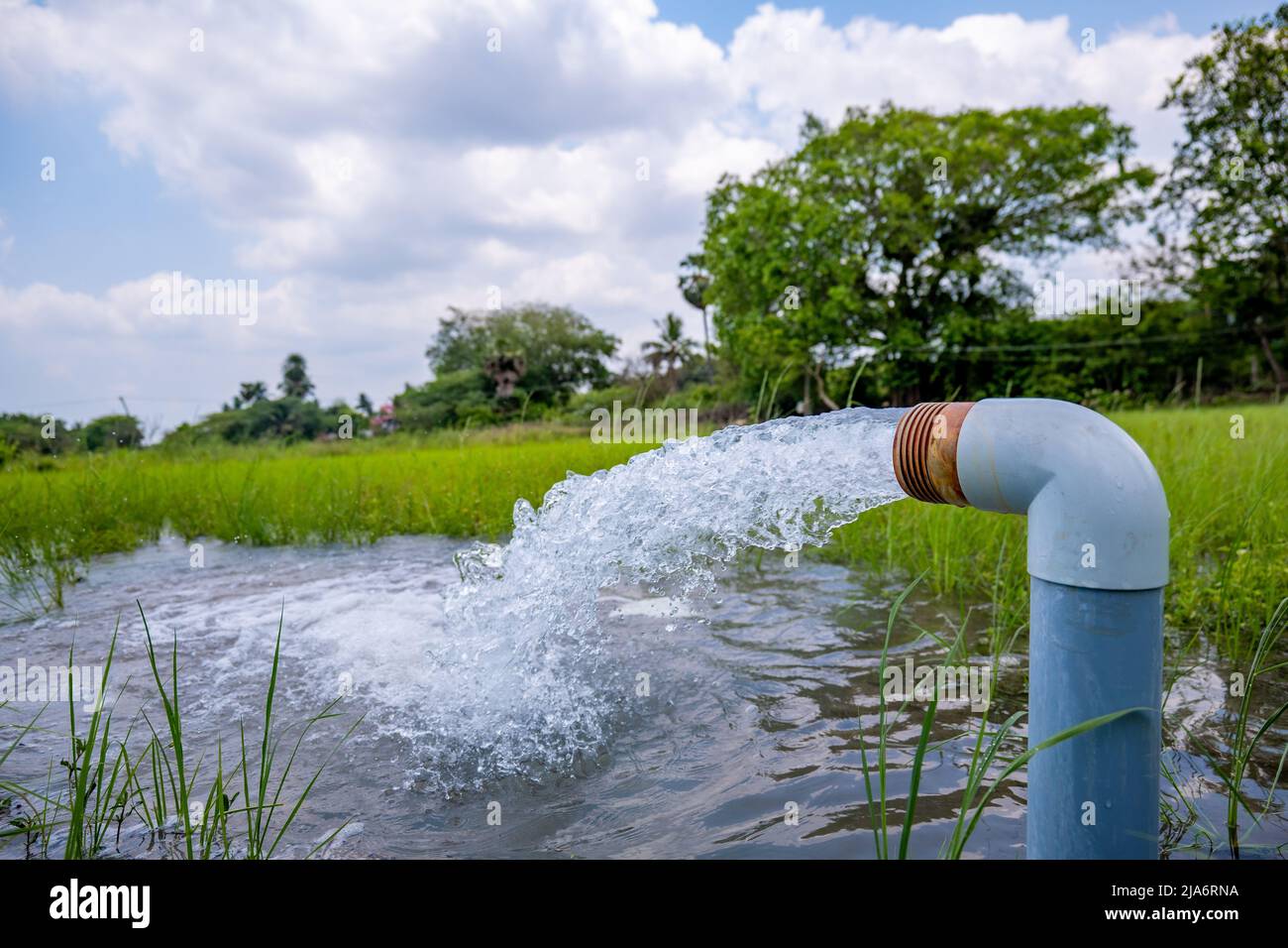Annaffiatura campi di riso con elettricità gratuita in India - scarsità d'acqua Foto Stock