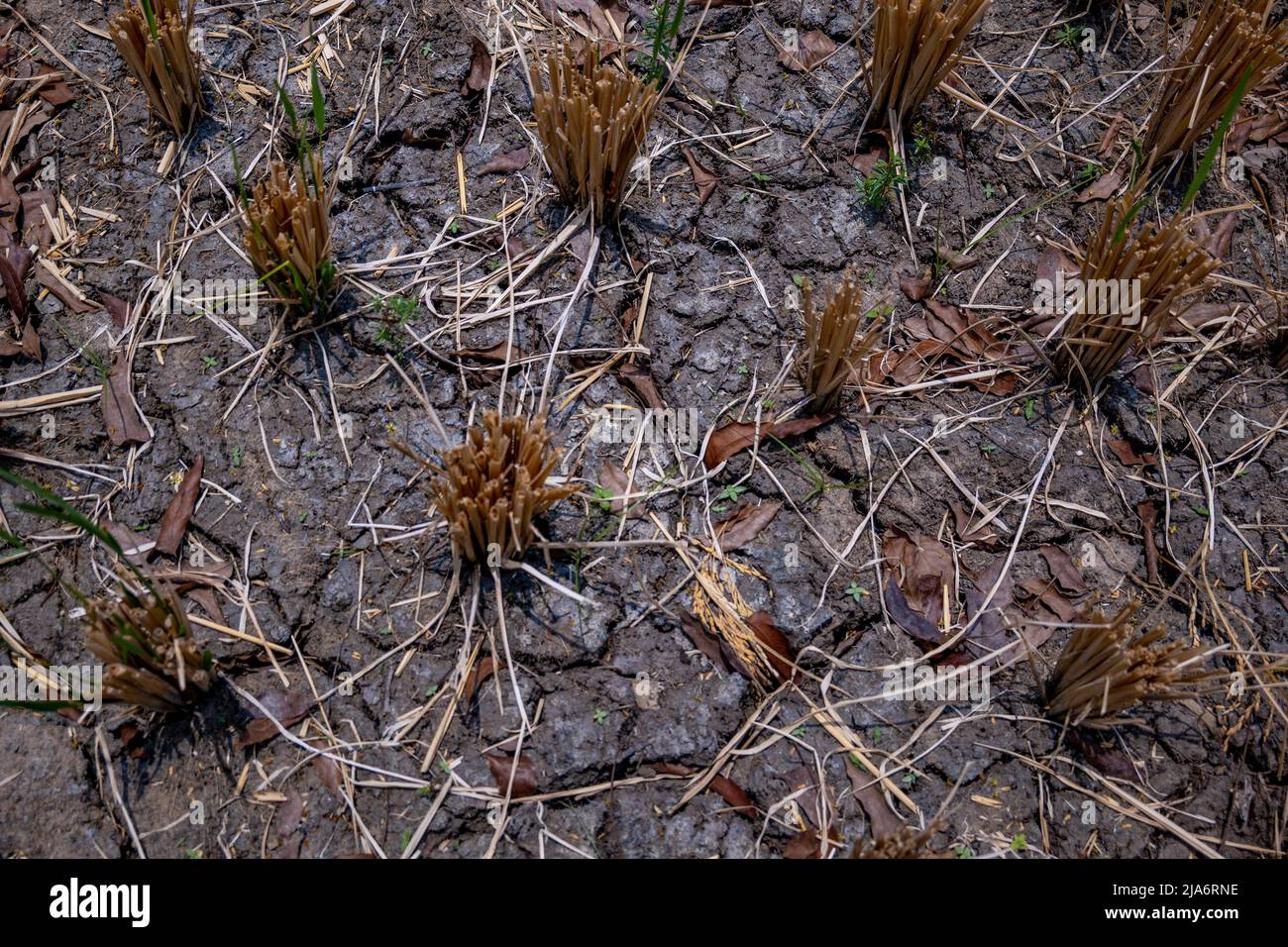 Il crack di risaie nella stagione secca Foto Stock