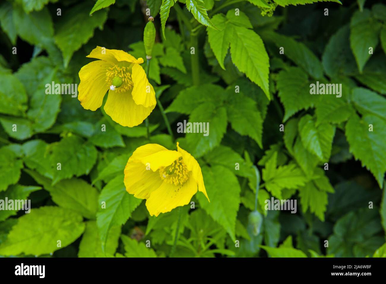 Due fiori gialli di papavero cornuto in una siepe lungo una corsia di campagna in primavera Foto Stock