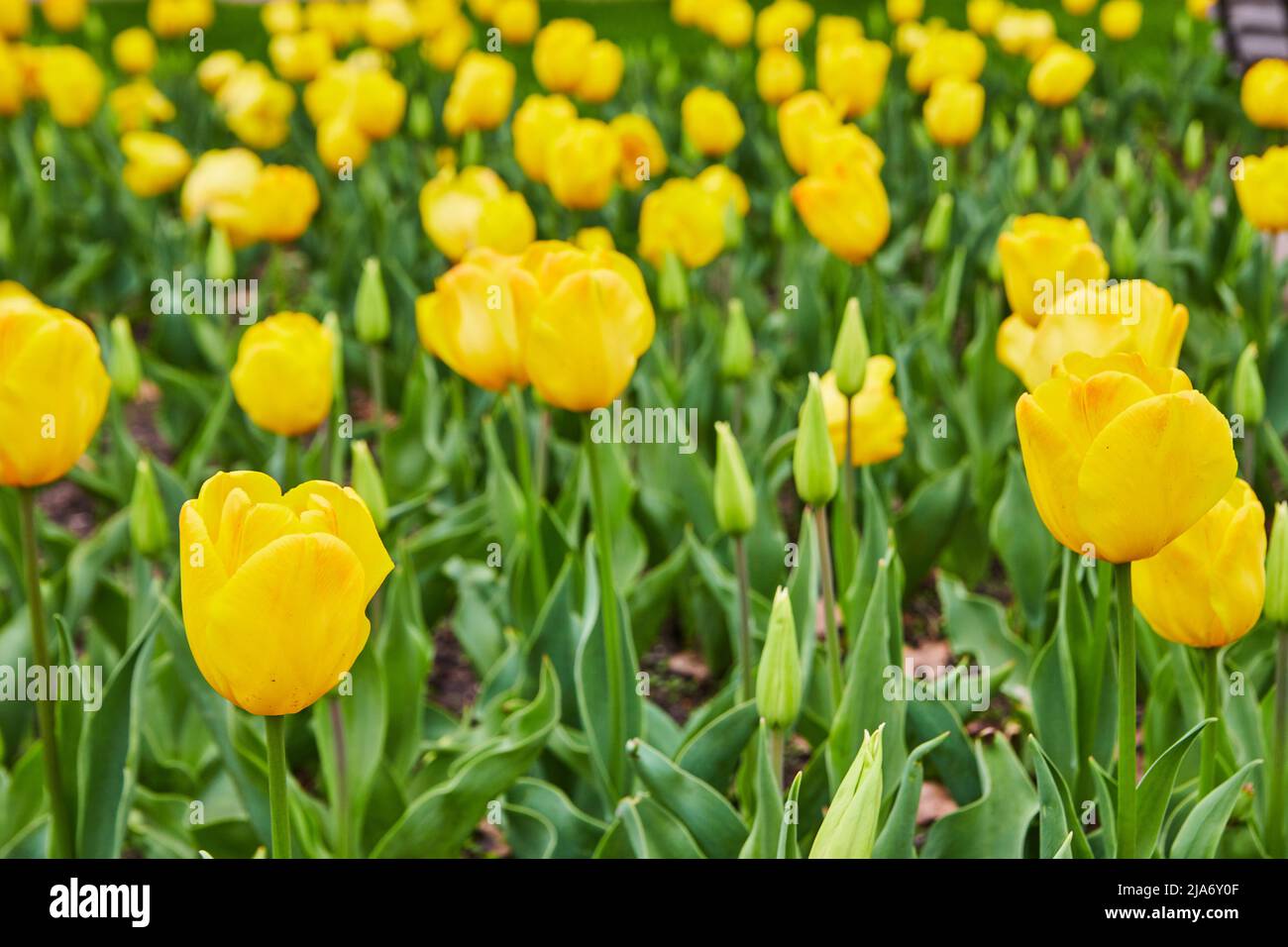 Campo di belle tulipani gialli primavera Foto Stock