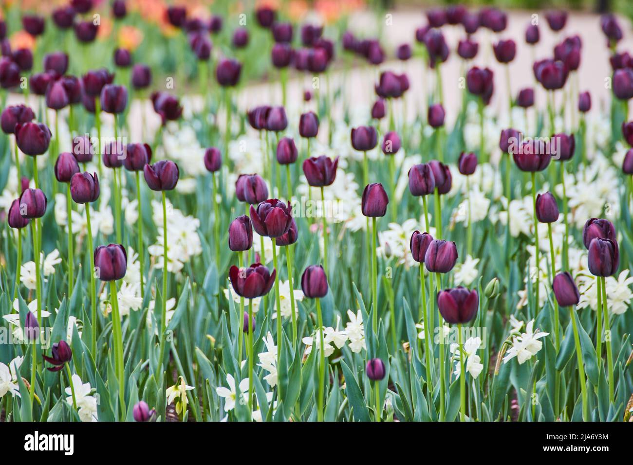 Campo di tulipani viola e bianchi in primavera di picco Foto Stock