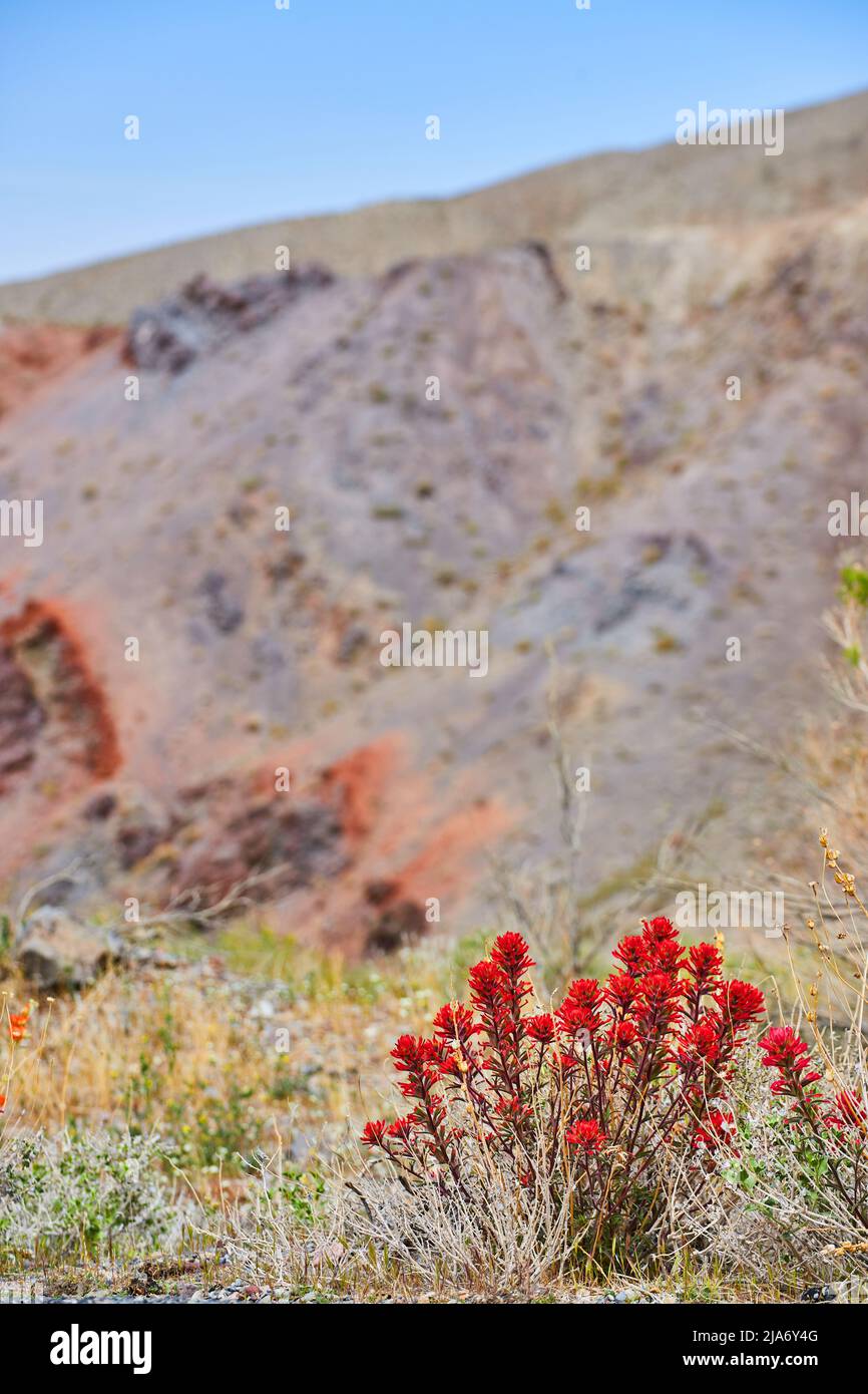 Campi desertici con fiori rossi in fiore accanto alle colline Foto Stock