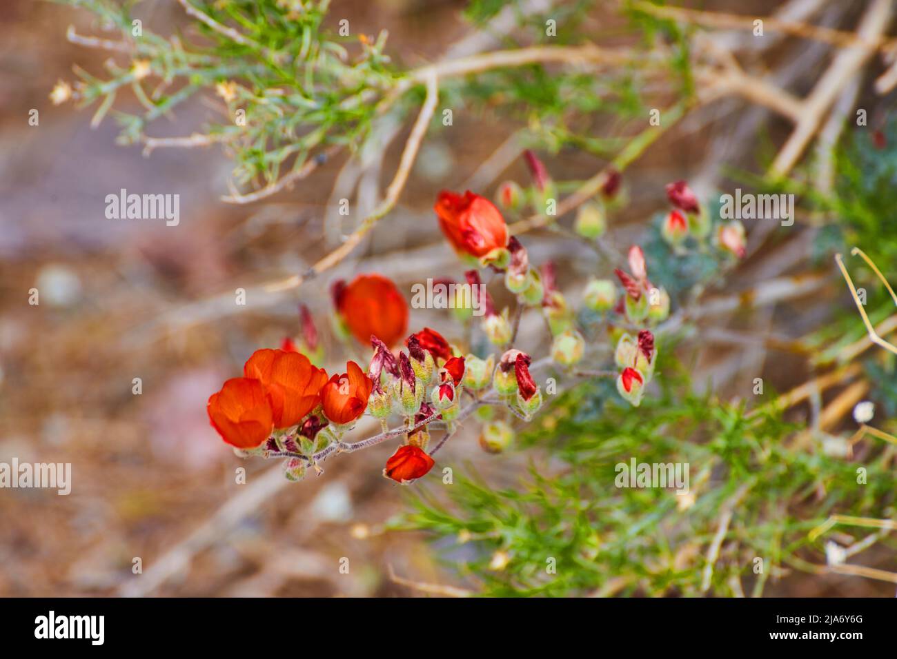 Particolare di pianta ramo coperto di fiori rossi Foto Stock