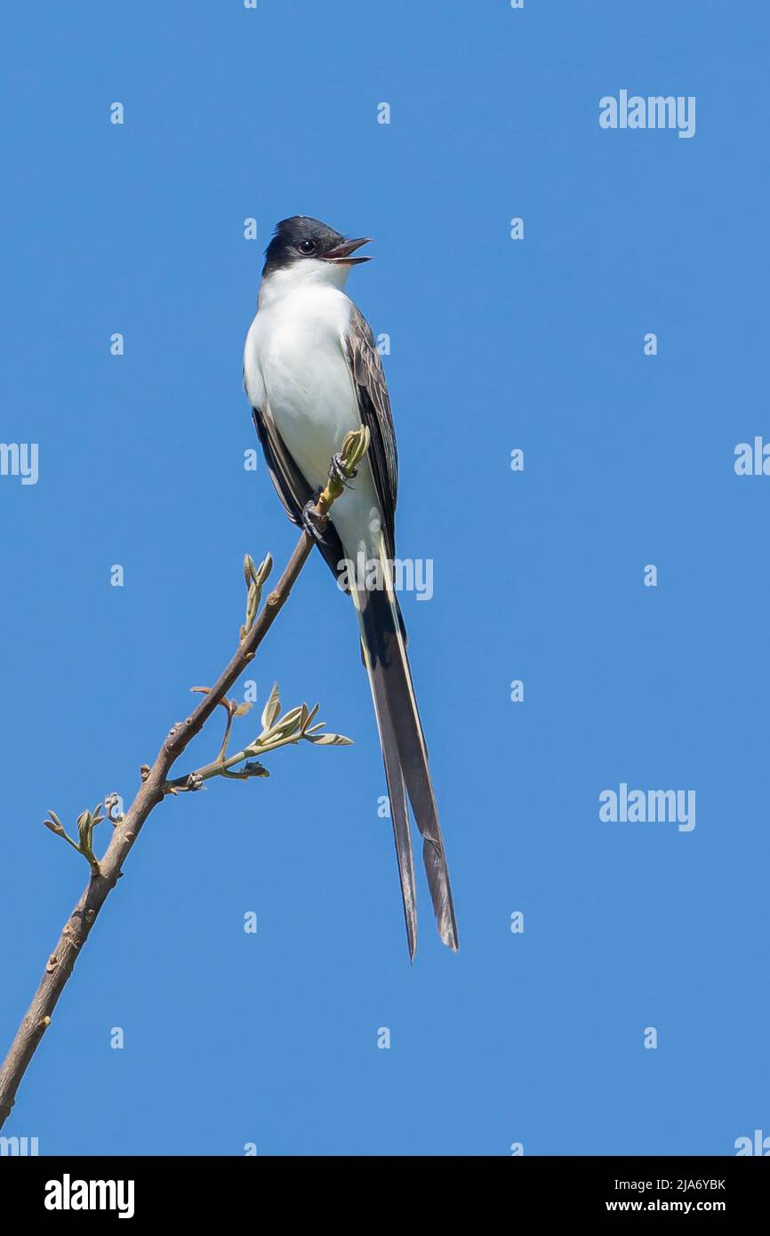 Flycatcher con coda a forcella (Tyrannus savana) Foto Stock