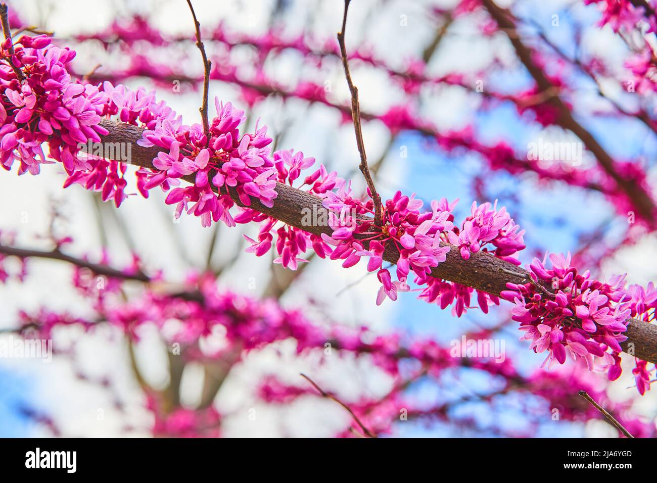 Ciliegi con splendidi fiori rosa che sbocciano in primavera Foto Stock