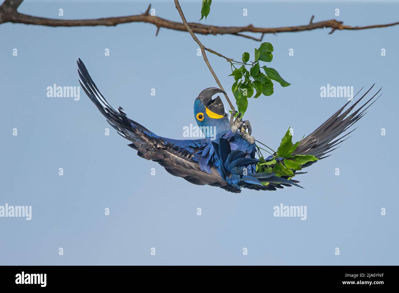 Hyacinth Macaw (Anodorhynchus hyacinthinus) appeso capovolto da un ramo Foto Stock