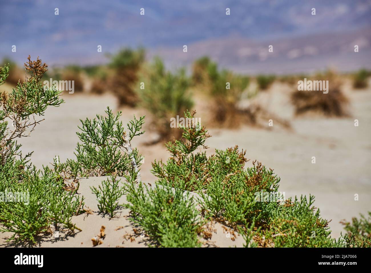 Particolare di pianta verde in deserto sabbioso Devils Cornfield Foto Stock