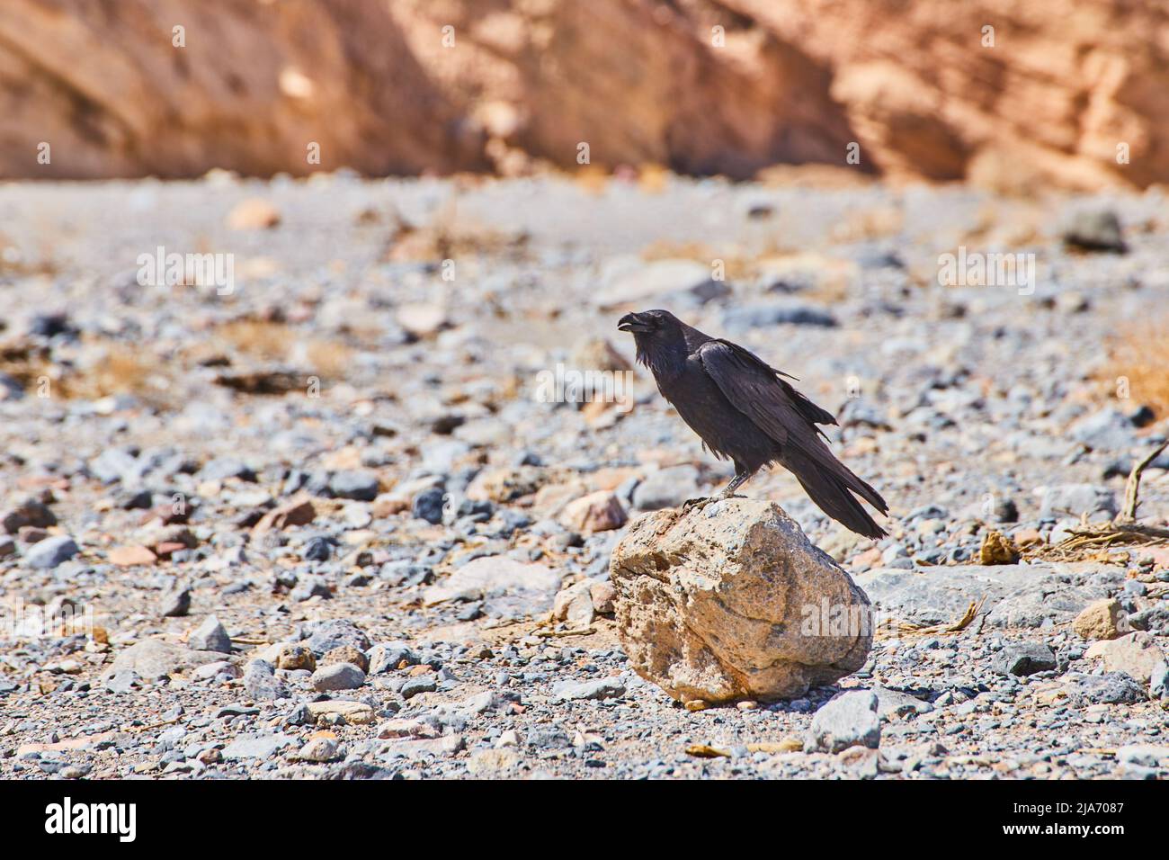 Corvo seduto su piccola roccia in paesaggio desertico Foto Stock