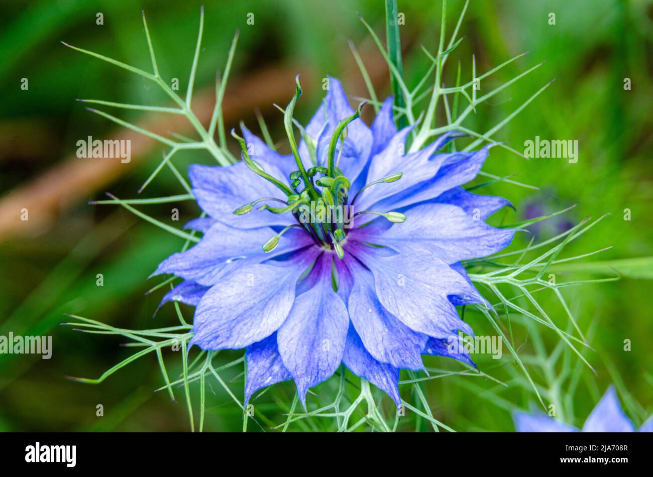 Nigella damascena, un fiore blu che cresce in un giardino Foto Stock