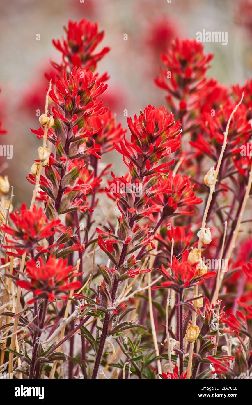 Vista ravvicinata dei colorati fiori rossi sulle piante nel deserto Foto Stock