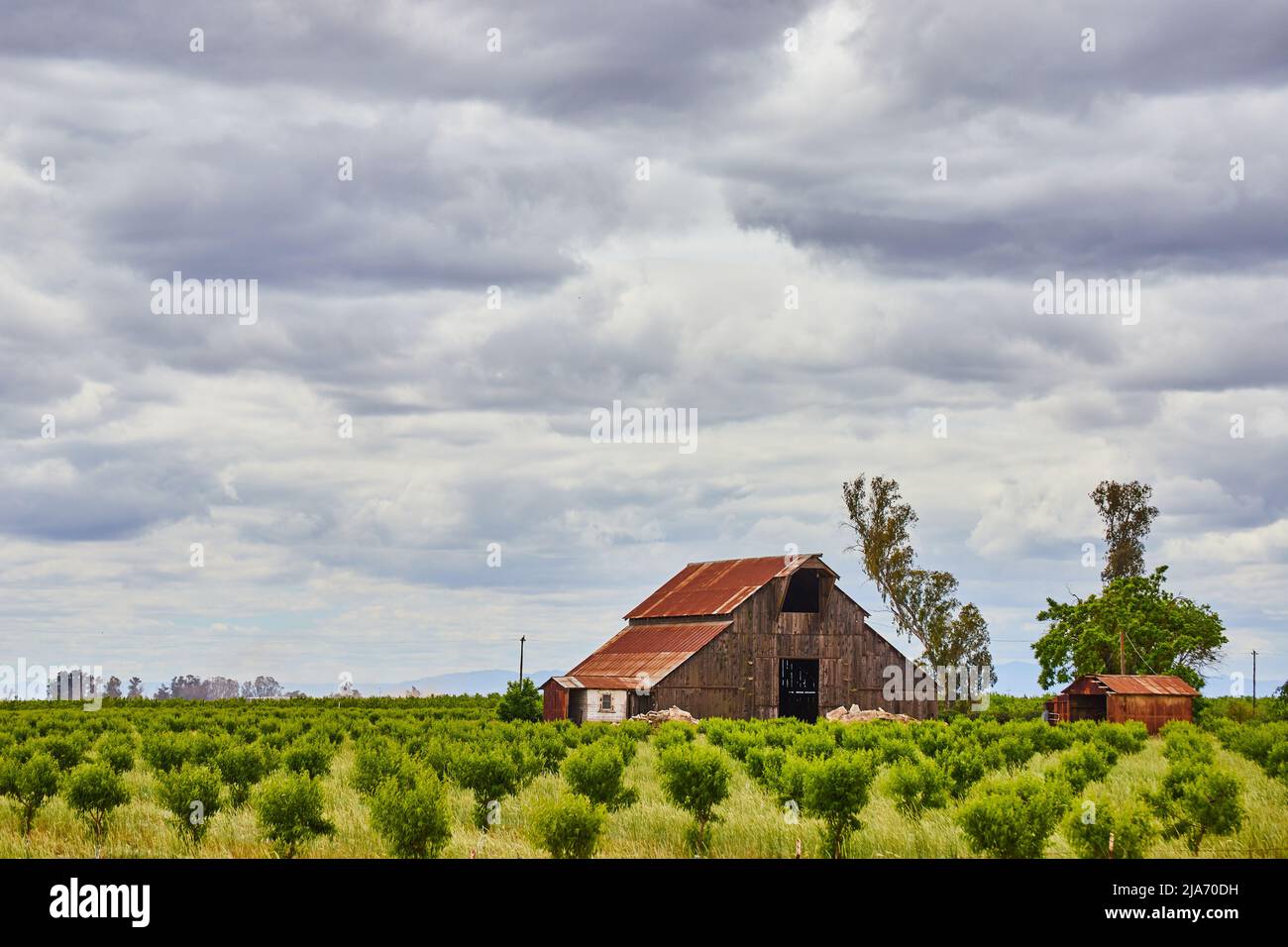 Giornata nuvolosa nella fattoria di frutta in primavera con vecchio granaio rosso Foto Stock