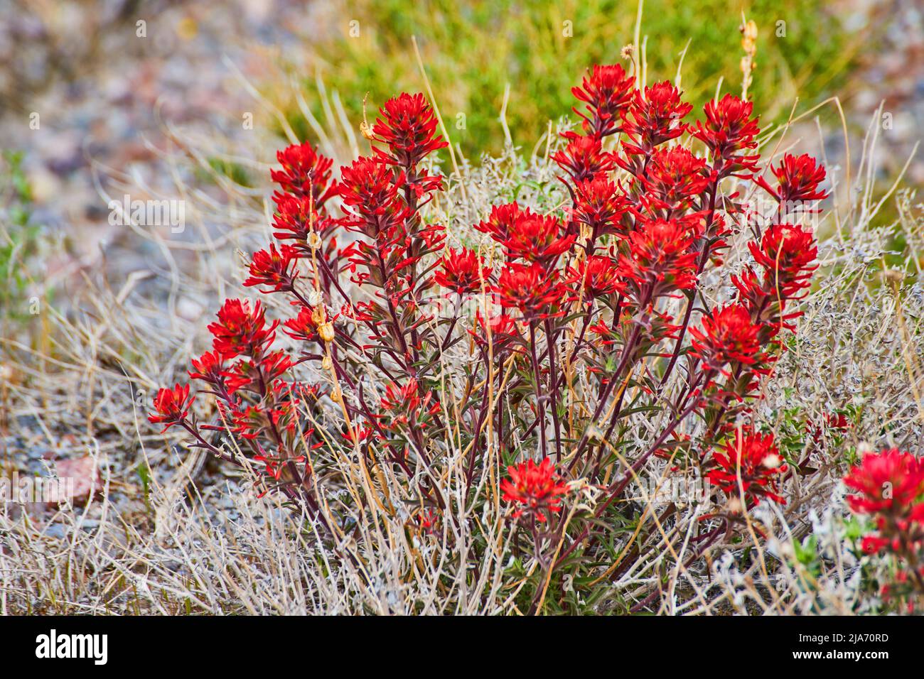 Campo deserto erboso con bellissimi fiori rossi in dettaglio Foto Stock
