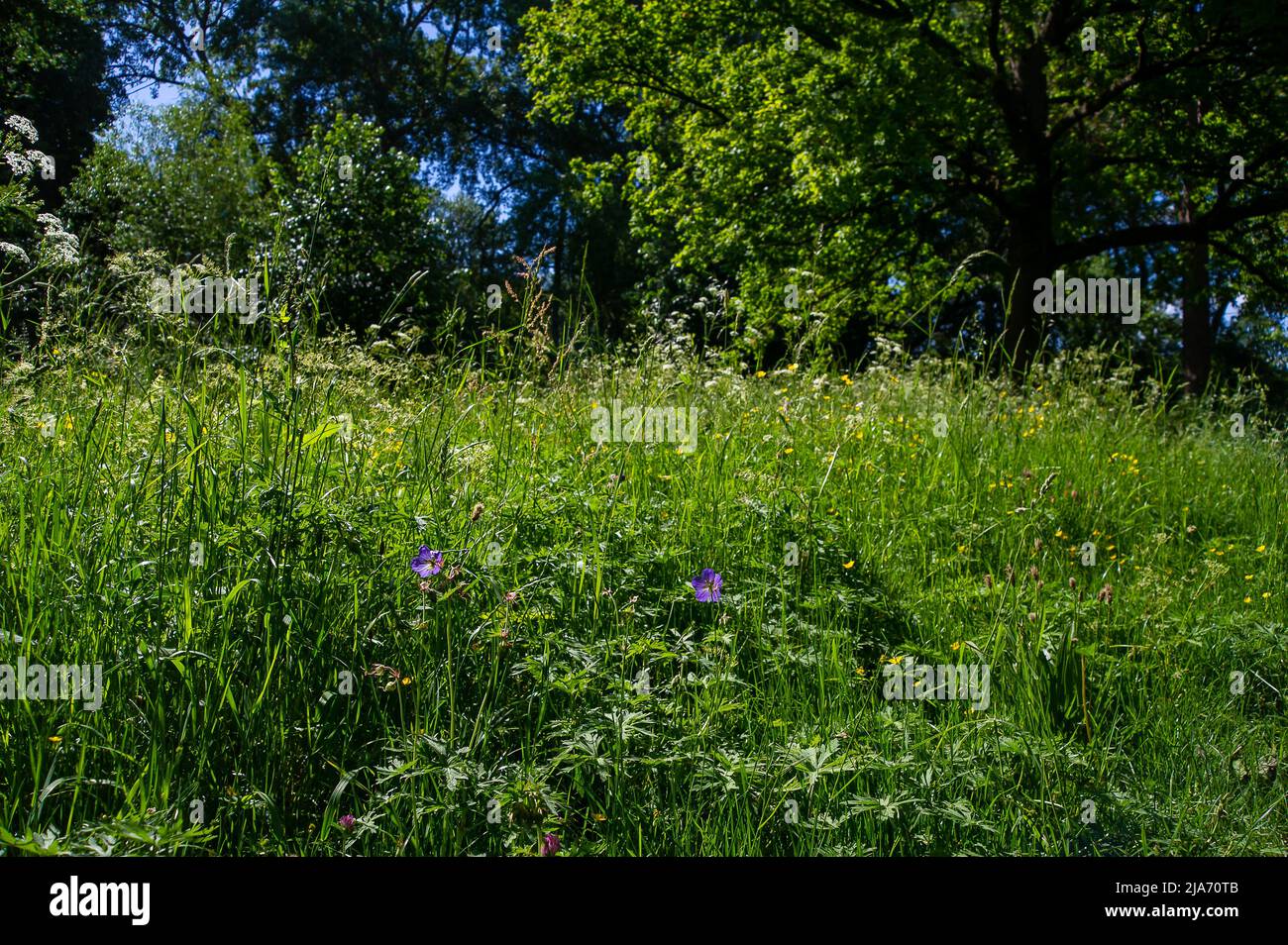 Eton, Windsor, Berkshire, Regno Unito. 28th maggio 2022. Oggi è stata una calda giornata di sole ad Eton, mentre fiori e piante fioriscono in giardini e allottamenti. Un certo numero di campi ha lasciato intuminato come parte del progetto No Mow May che aiuta le api. Credit: Maureen McLean/Alamy Live News Foto Stock