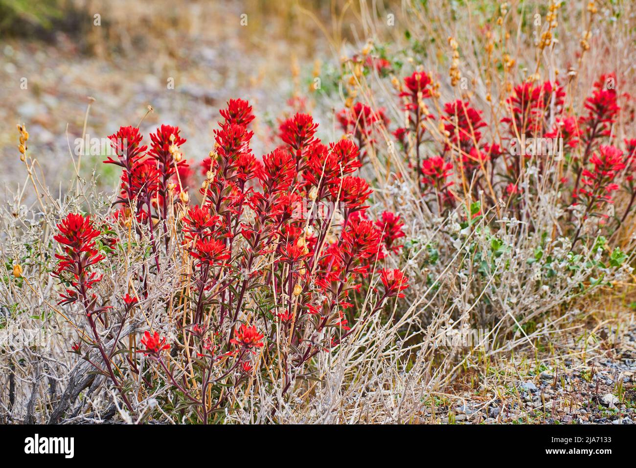 Piante desertiche in pianure ricoperte di fiori rossi Foto Stock