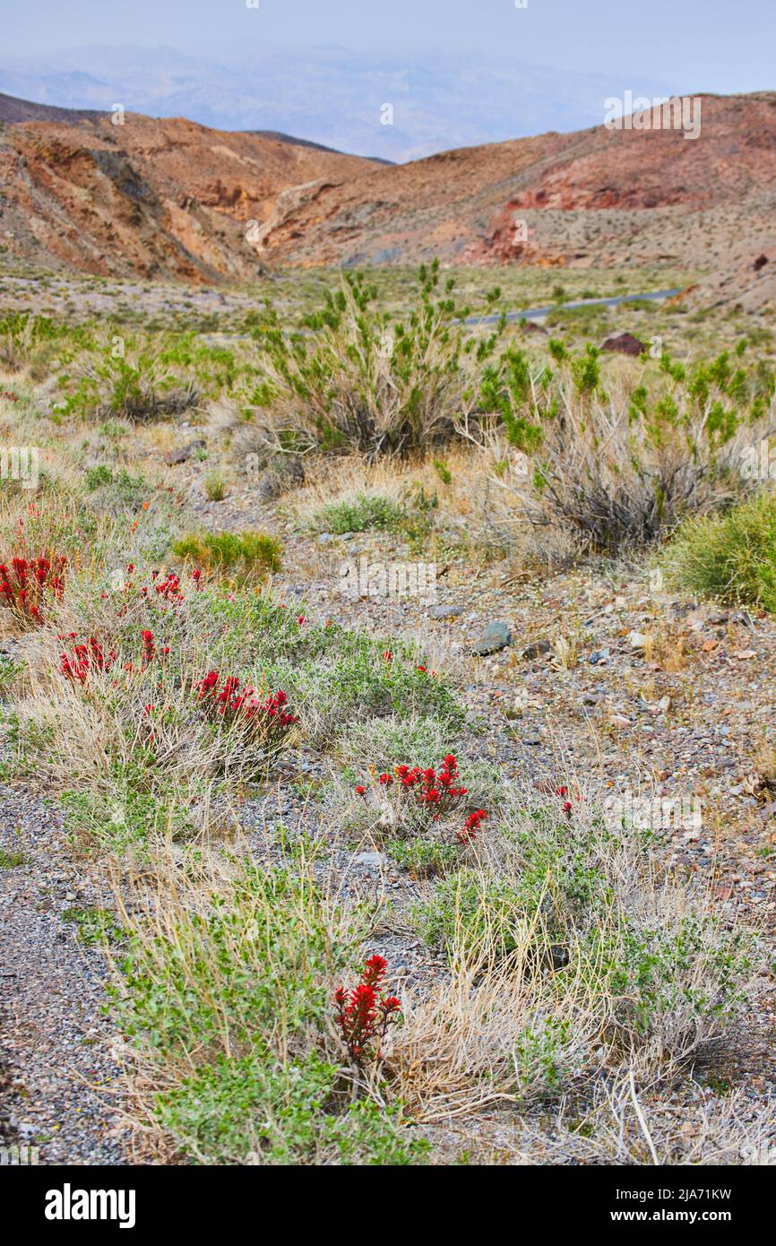 Pianure del deserto e montagne con piante di fiori rossi intorno Foto Stock