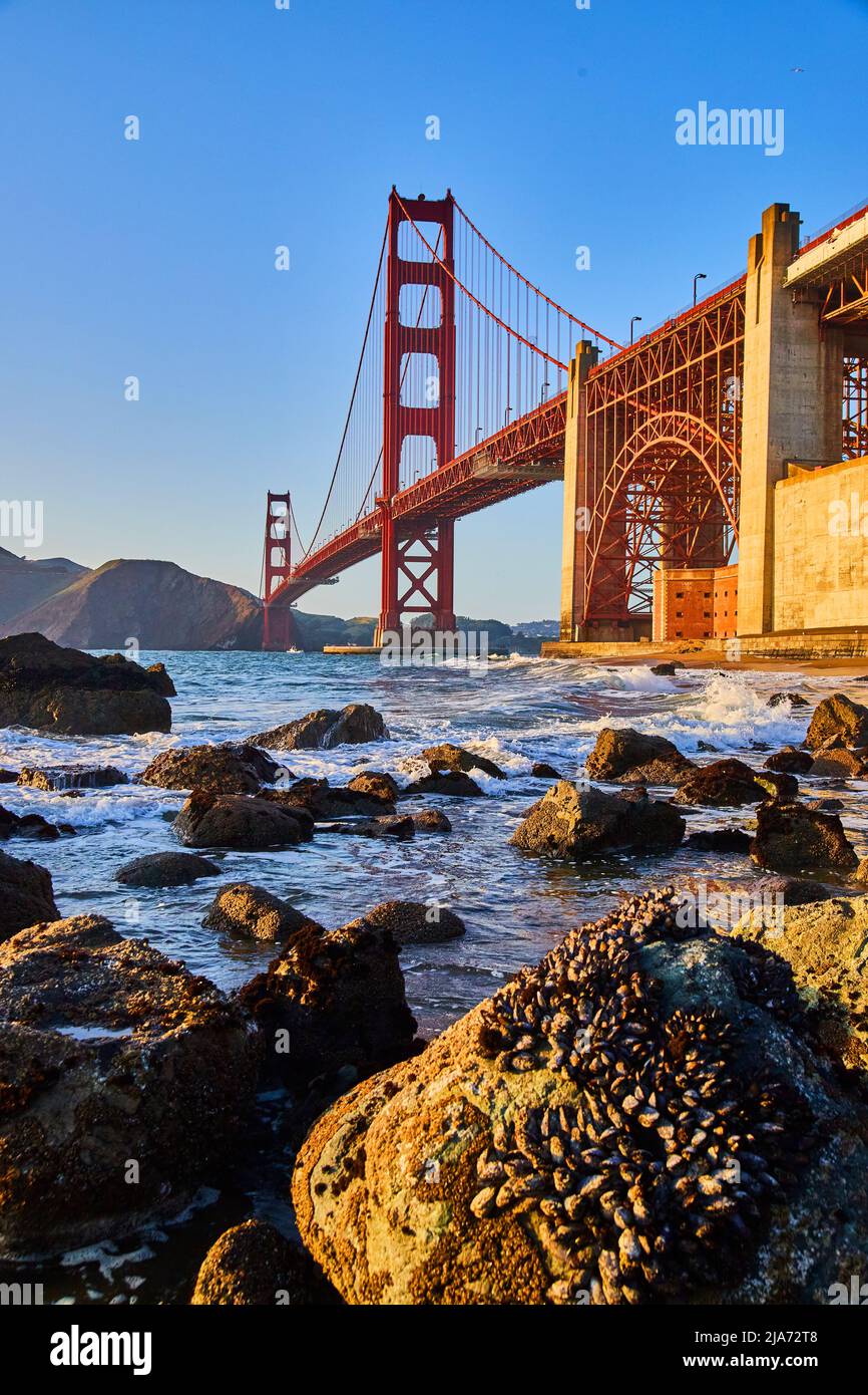 Dettaglio di cozze che coprono rocce sulla spiaggia accanto al Golden Gate Bridge al tramonto Foto Stock