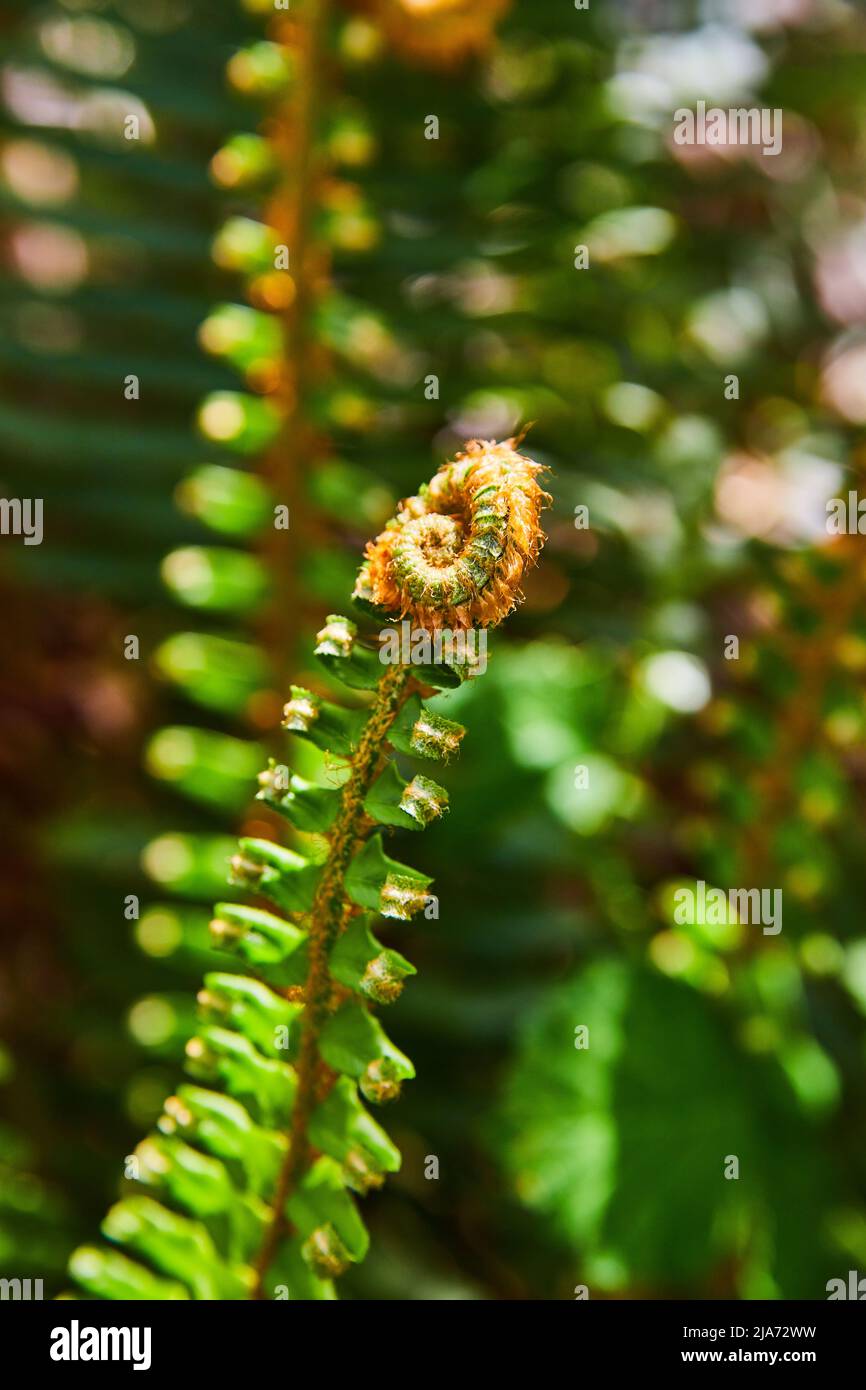 Particolare di foglia di felce con scatto a spirale in primavera Foto Stock