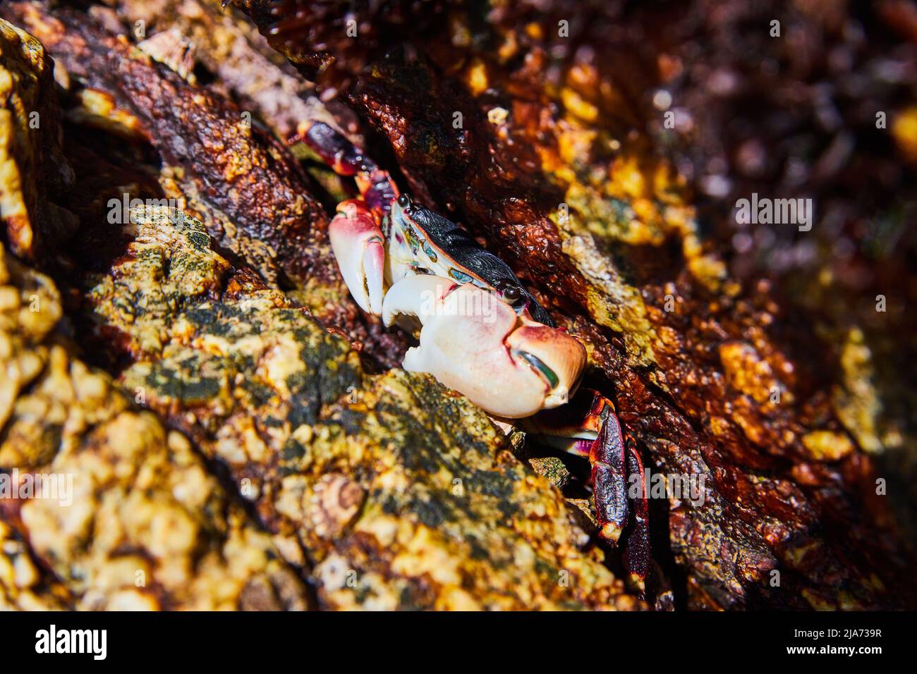 Granchio su da vicino all'interno della crepa all'interno delle rocce della piscina marea vicino all'oceano Foto Stock
