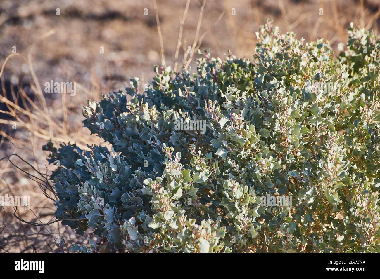 Dettaglio di arbusto deserto verde Foto Stock