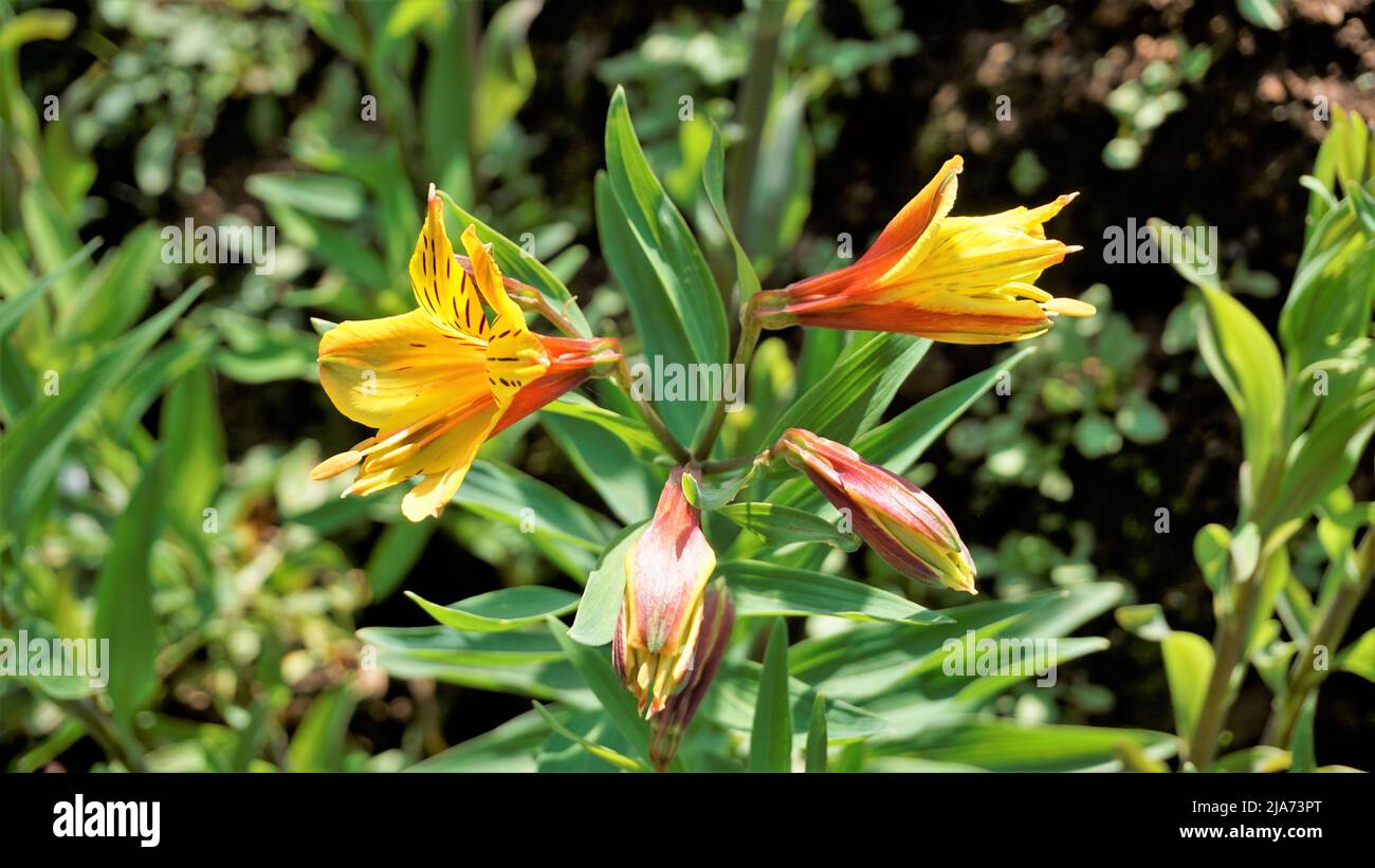 Bei fiori di Alstroemeria aurea anche conosciuto come giglio peruviano o giglio dorato. Sfondo verde naturale Foto Stock