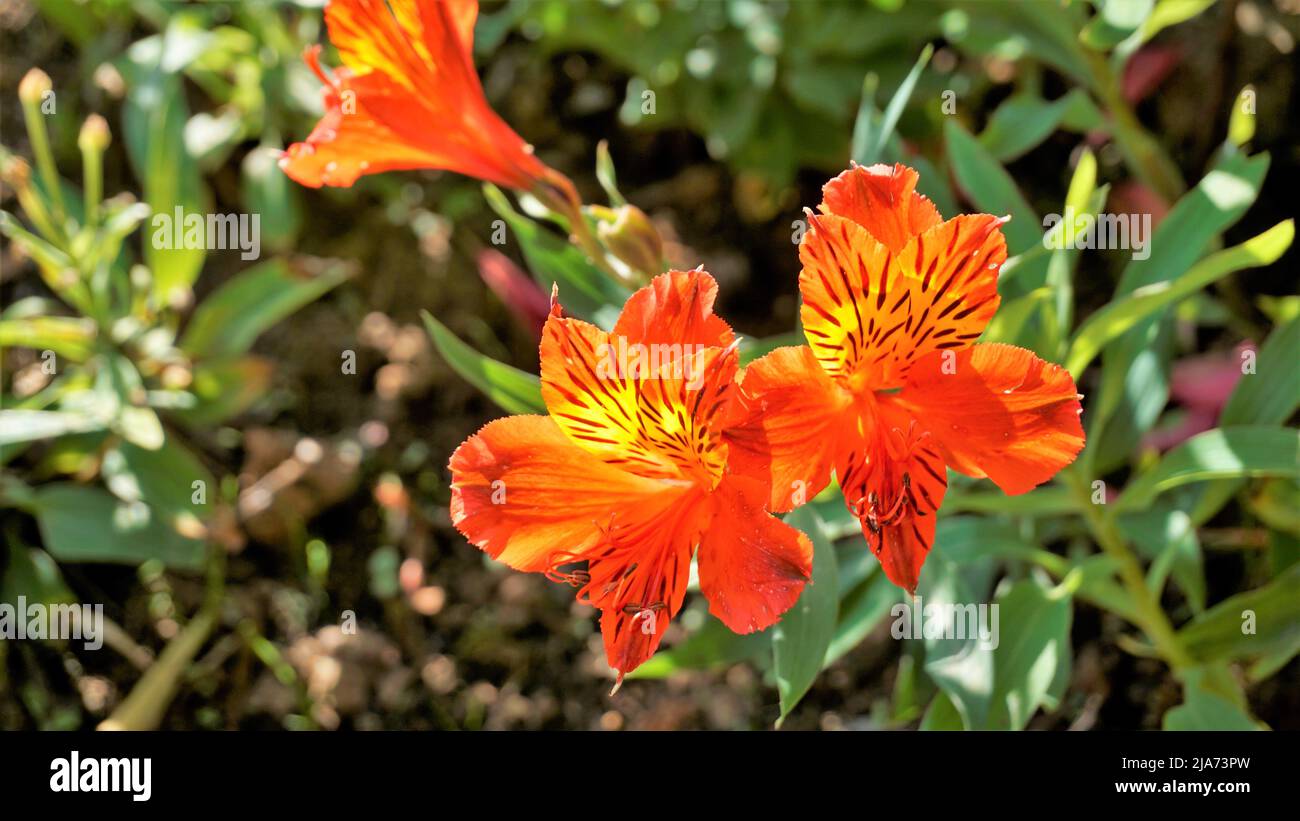 Bei fiori di Alstroemeria aurea anche conosciuto come giglio peruviano o giglio dorato. Sfondo verde naturale Foto Stock