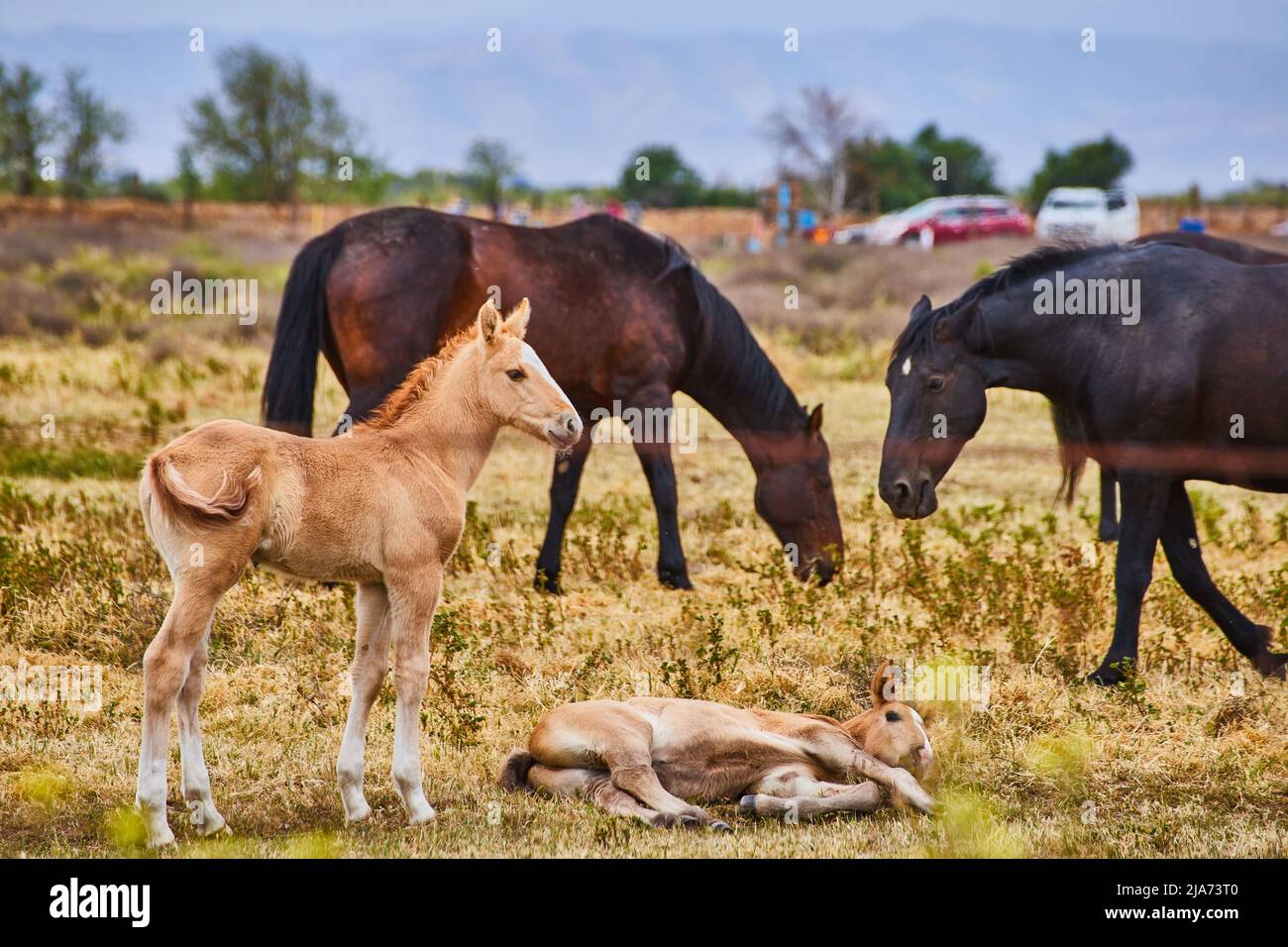 Adorabili cavalli giovani che riposano la mattina di primavera Foto Stock
