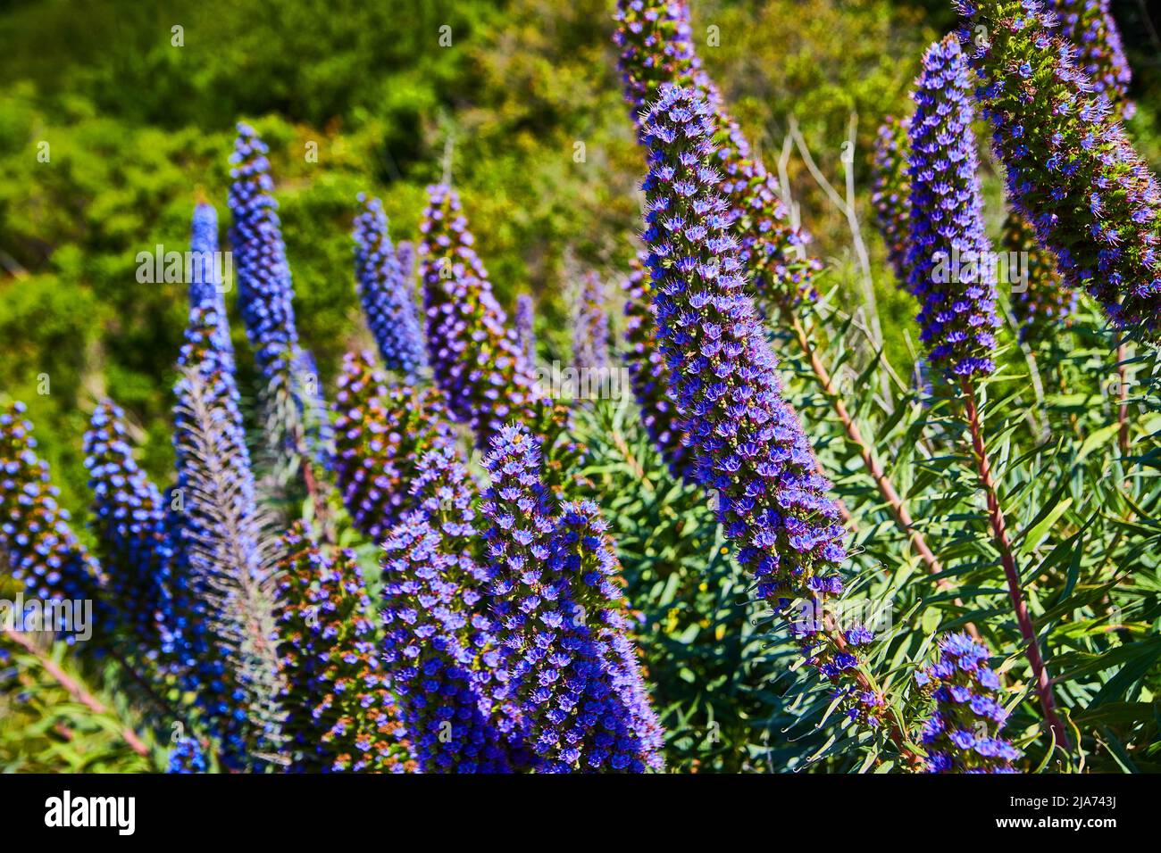 Fiori blu e viola in fiore in primavera Foto Stock