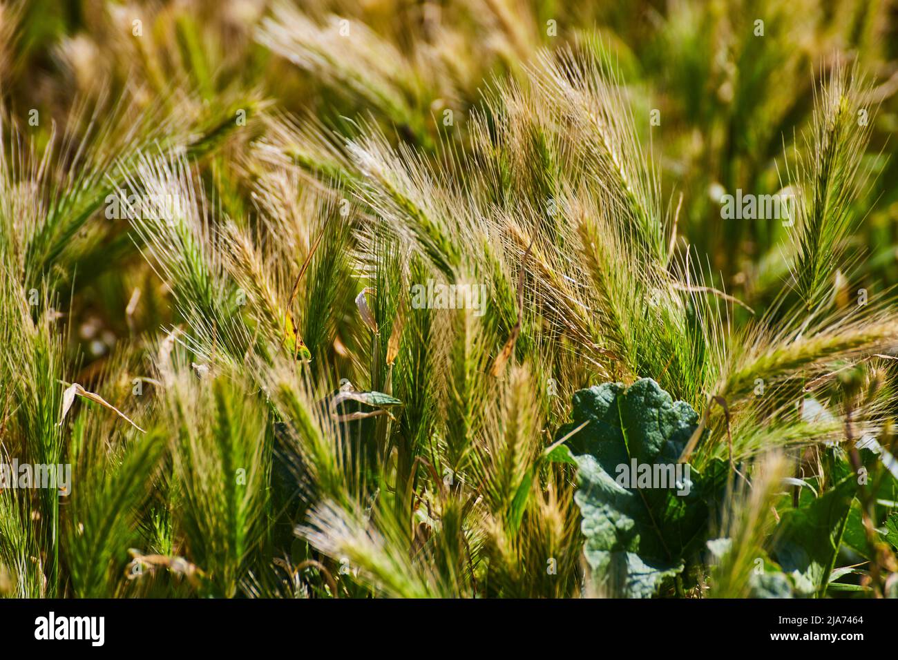 Belle erbe di primavera verde aspetto morbido in luce calda Foto Stock