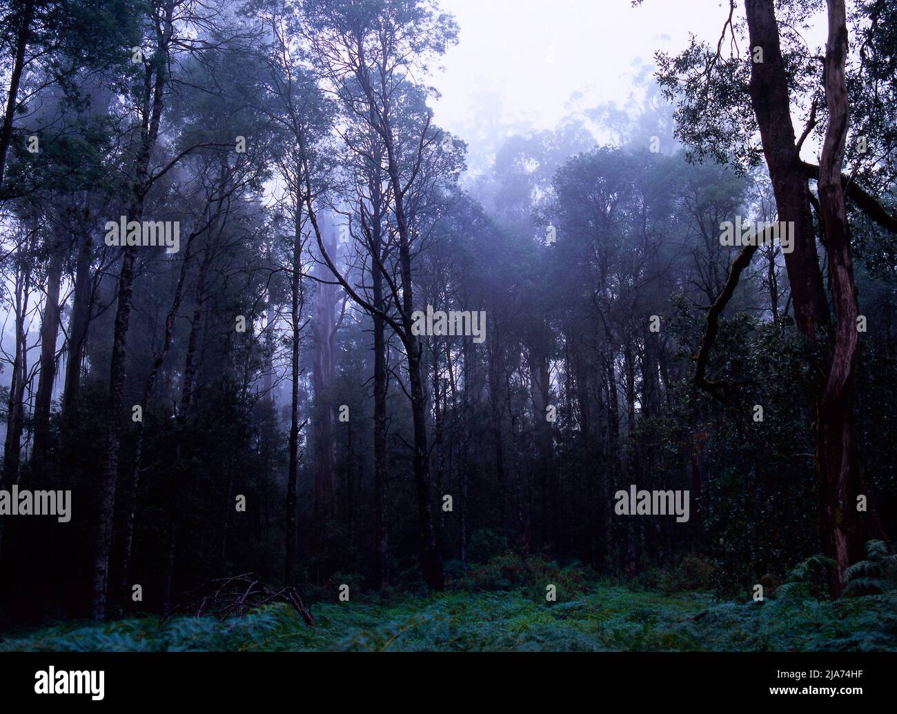 Old Mountain Ash Eucalyptus Regnans Tree Forest, Yarra Rangers Forest National Park, Victoria, Australia Foto Stock