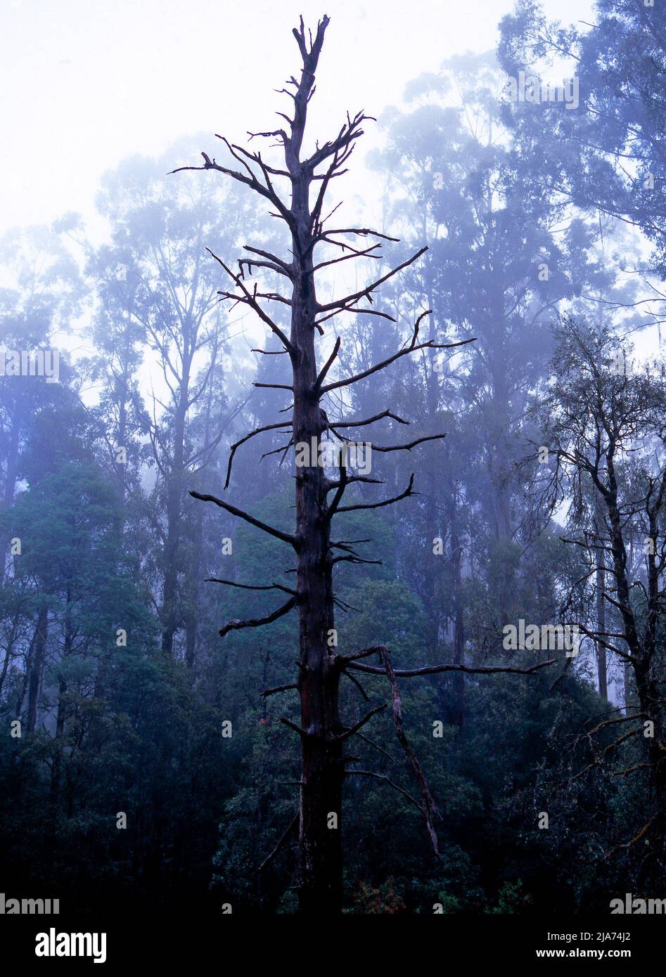 Old Mountain Ash Eucalyptus Regnans Tree Forest, Yarra Rangers Forest National Park, Victoria, Australia Foto Stock
