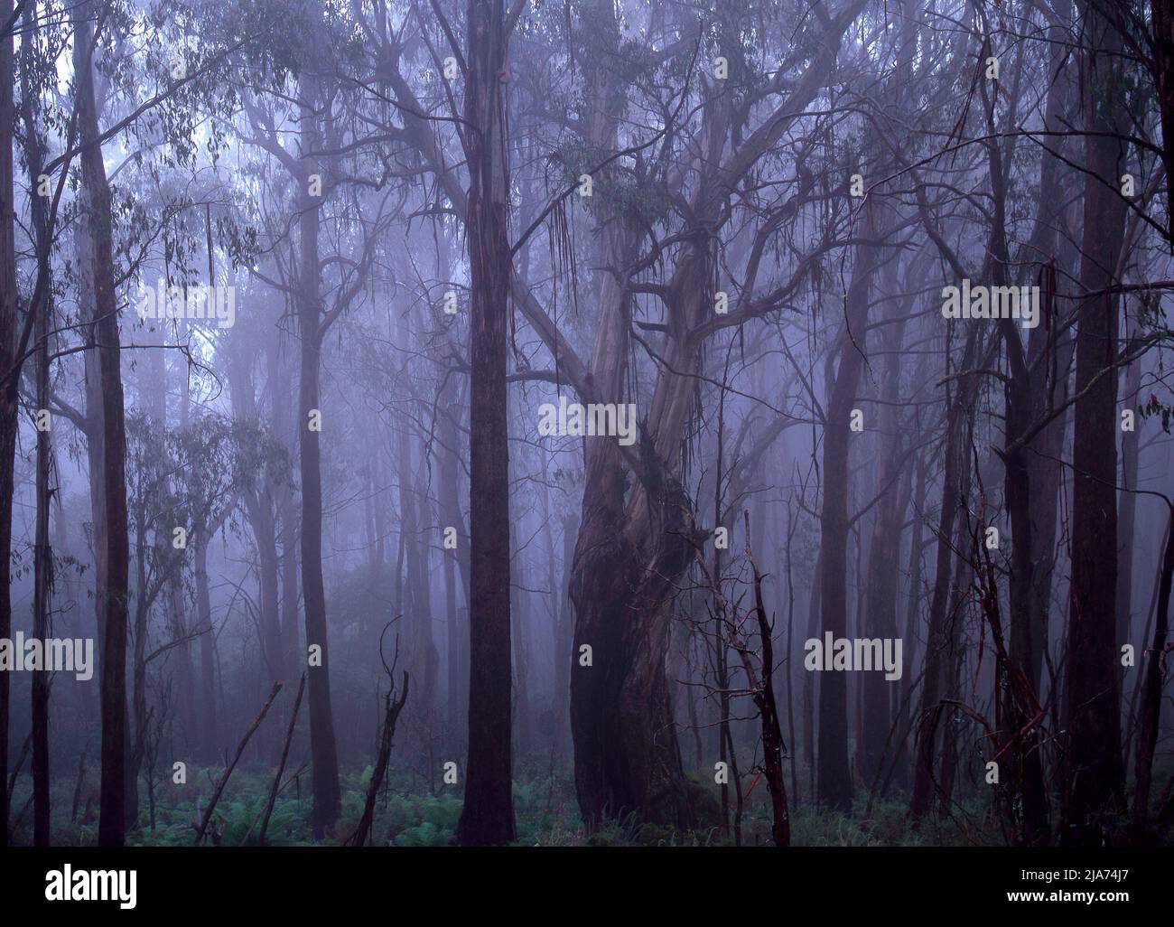 Old Mountain Ash Eucalyptus Regnans Tree Forest, Yarra Rangers Forest National Park, Victoria, Australia Foto Stock