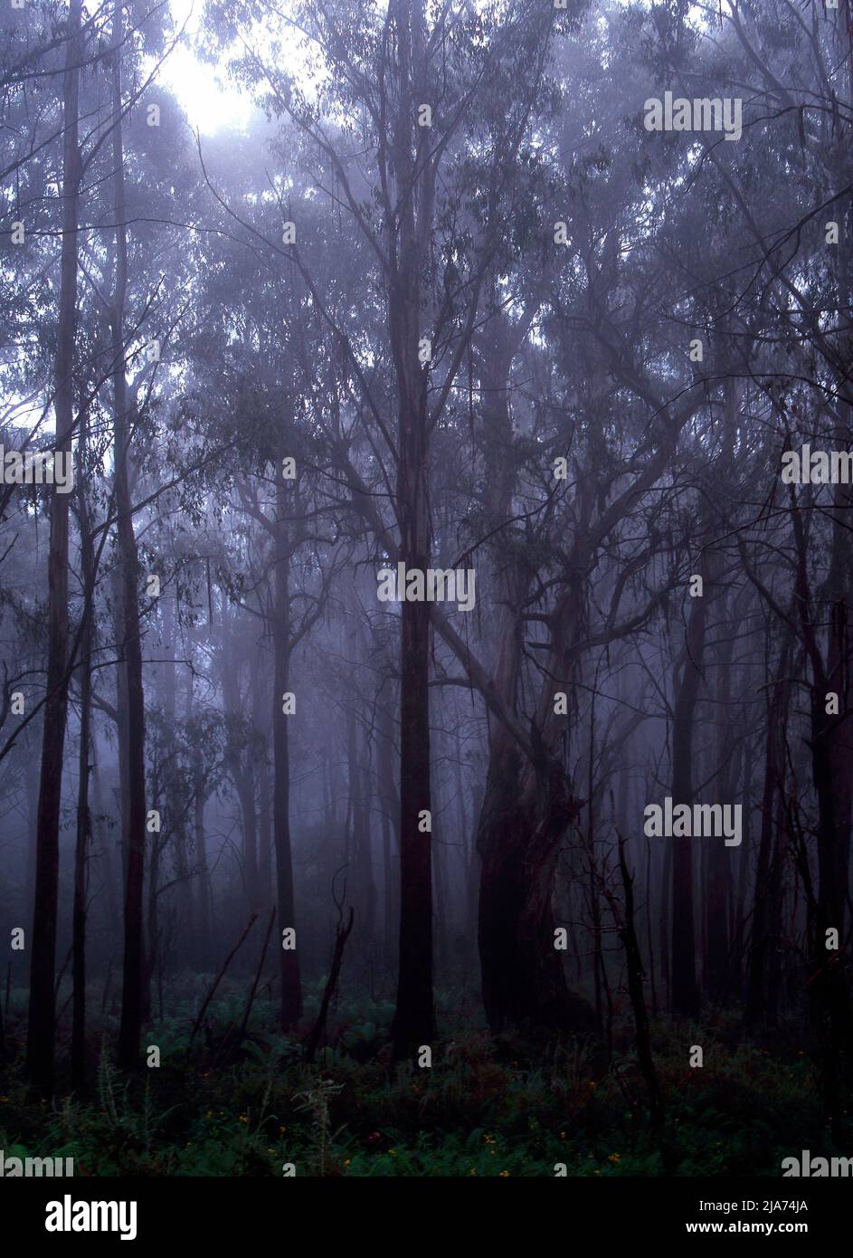 Old Mountain Ash Eucalyptus Regnans Tree Forest, Yarra Rangers Forest National Park, Victoria, Australia Foto Stock