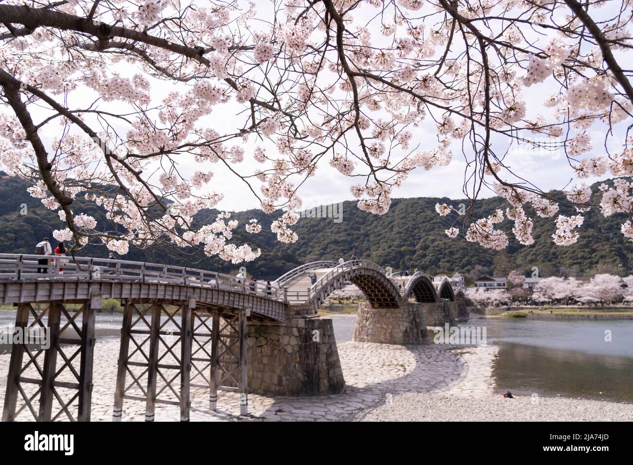 Ponte di Kintaikyo e Cherry Blossom, Iwakuni, Prefettura di Yamaguchi, Honshu occidentale, Giappone Foto Stock