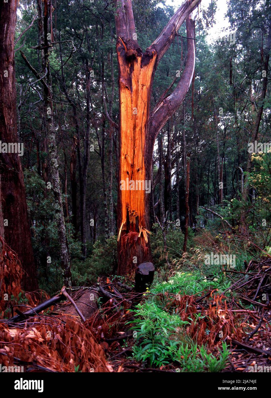 Old Mountain Ash Eucalyptus Regnans Tree Forest, Yarra Rangers Forest National Park, Victoria, Australia Foto Stock