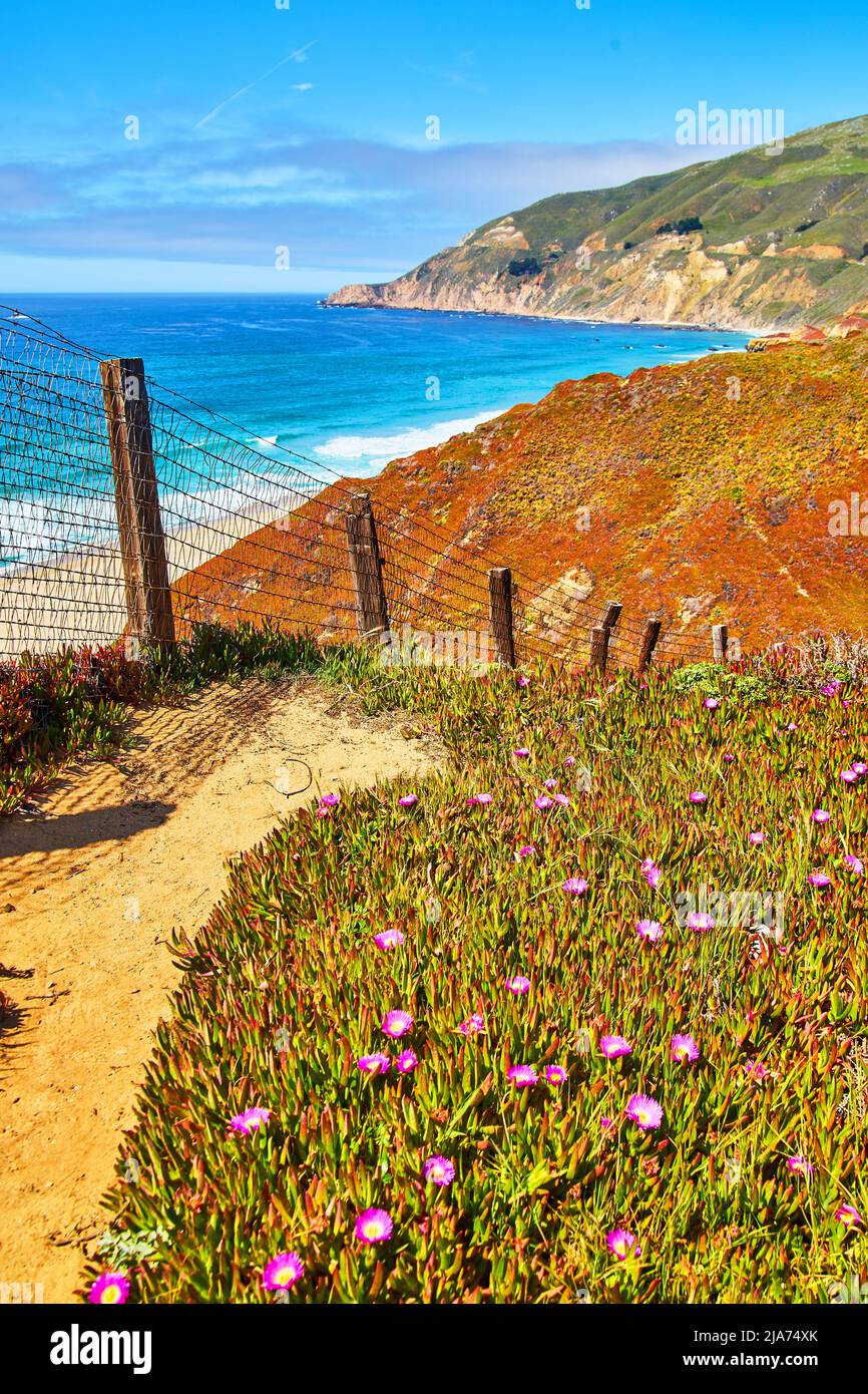 Recinzione e percorso a piedi accanto ai campi di fiori primaverili vicino alla costa dell'oceano Foto Stock