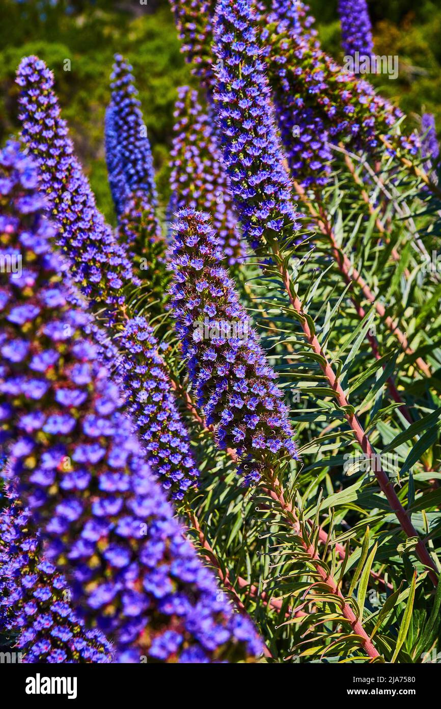 Coloratissimi fiori di primavera viola in campo Foto Stock