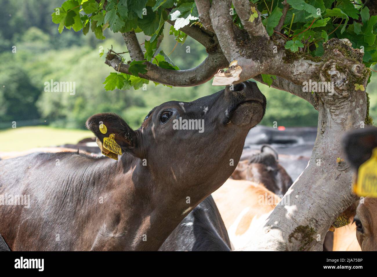 mucche che che navigano sulle foglie Foto Stock