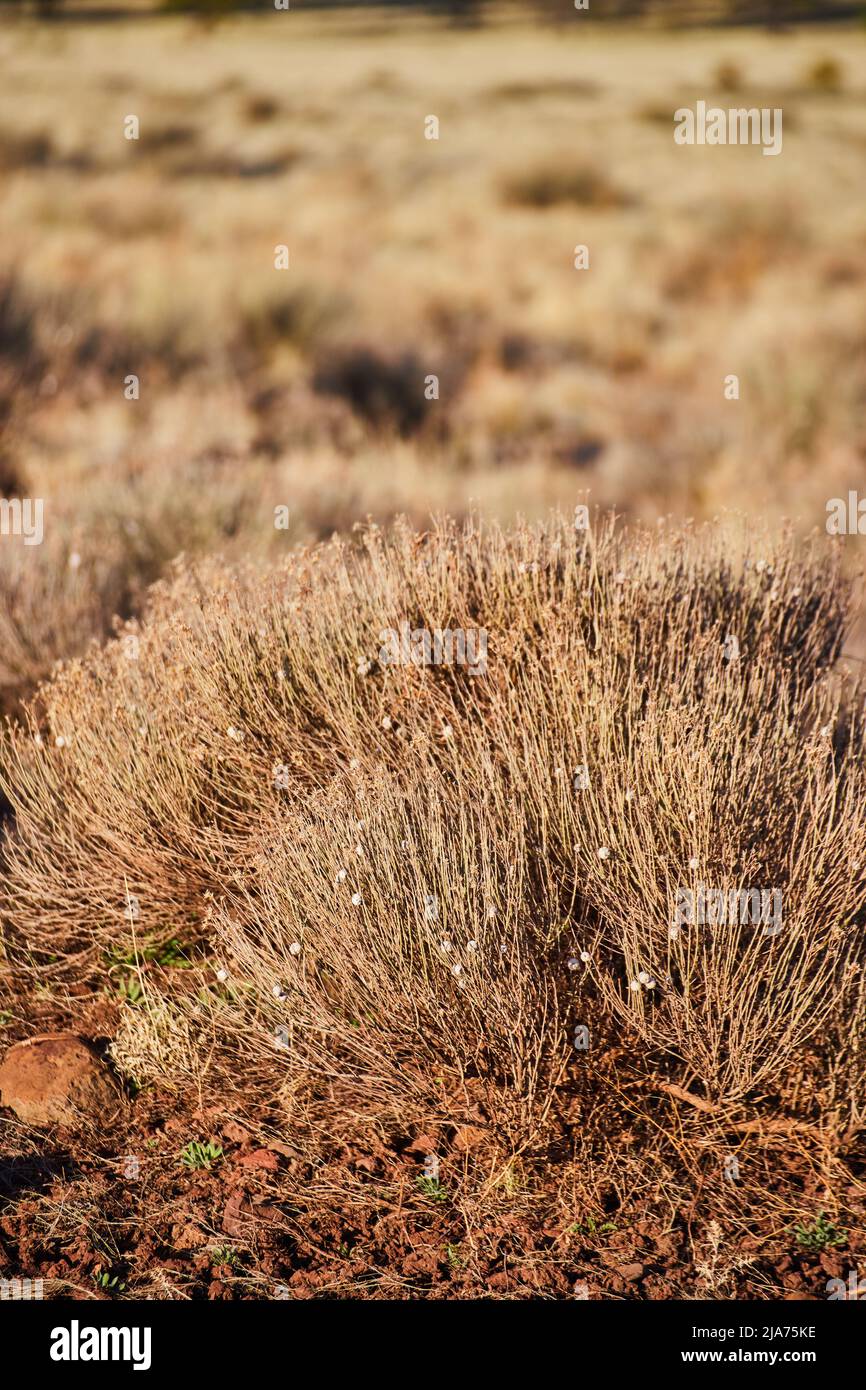 Dettagli arbusti nel deserto in Arizona Foto Stock