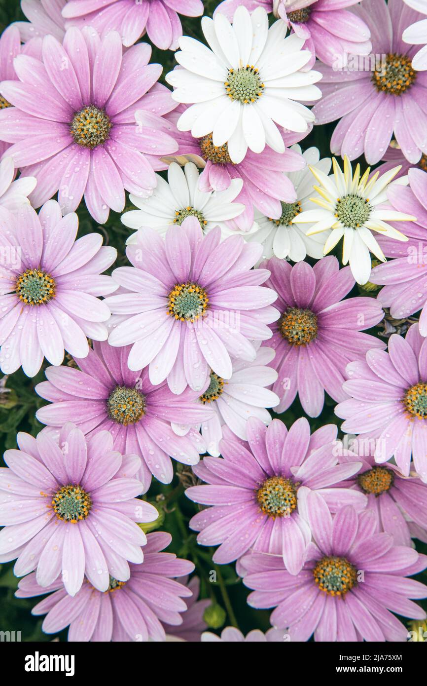 Marguerite Daisy fiore. Fiori rosa di argyranthemum, marguerite, margherite marguerite o daisie aneto nel giardino estivo. Foto Stock