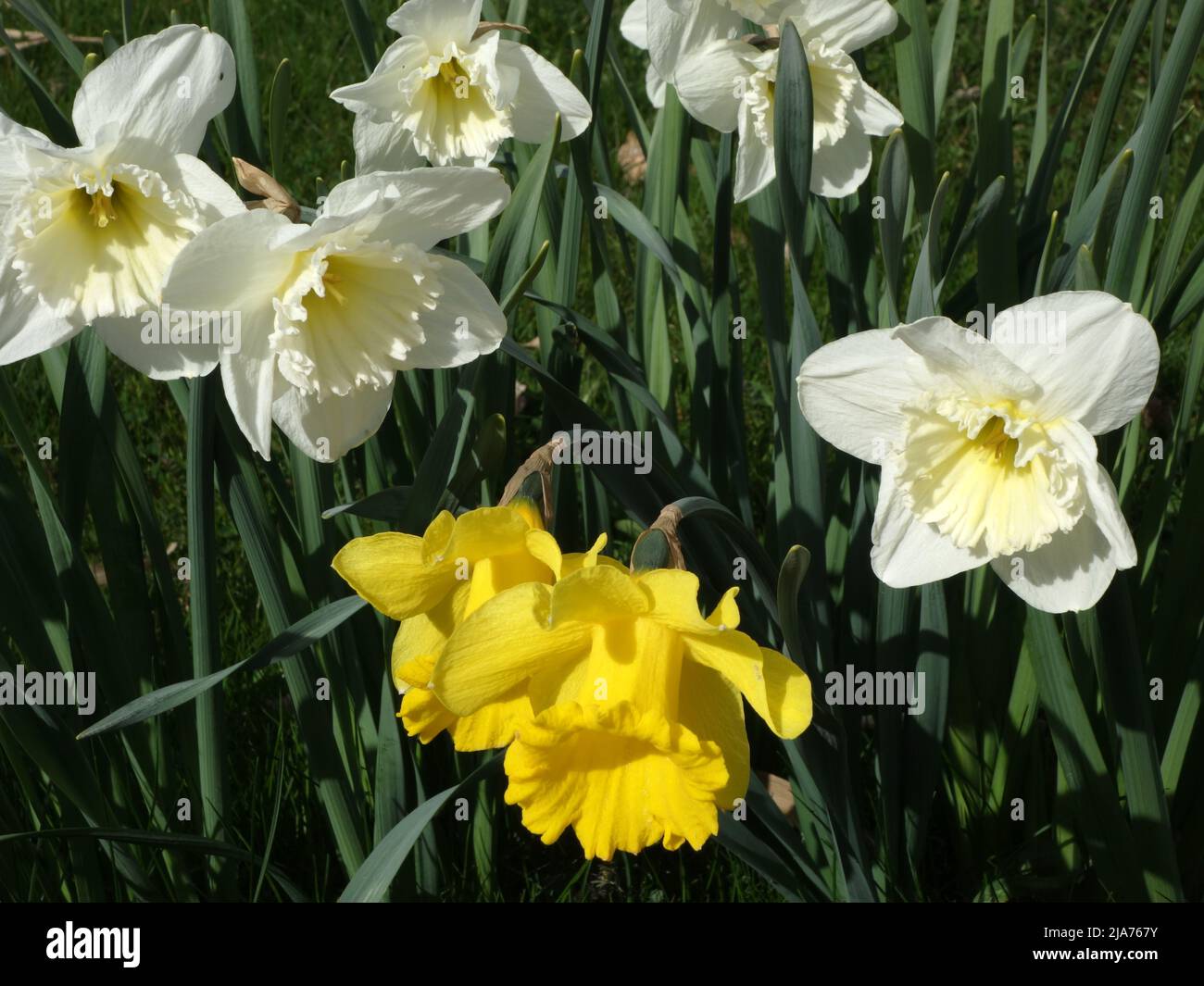 Narcisi e Daffodils del poeta nel sole primaverile. Foto Stock