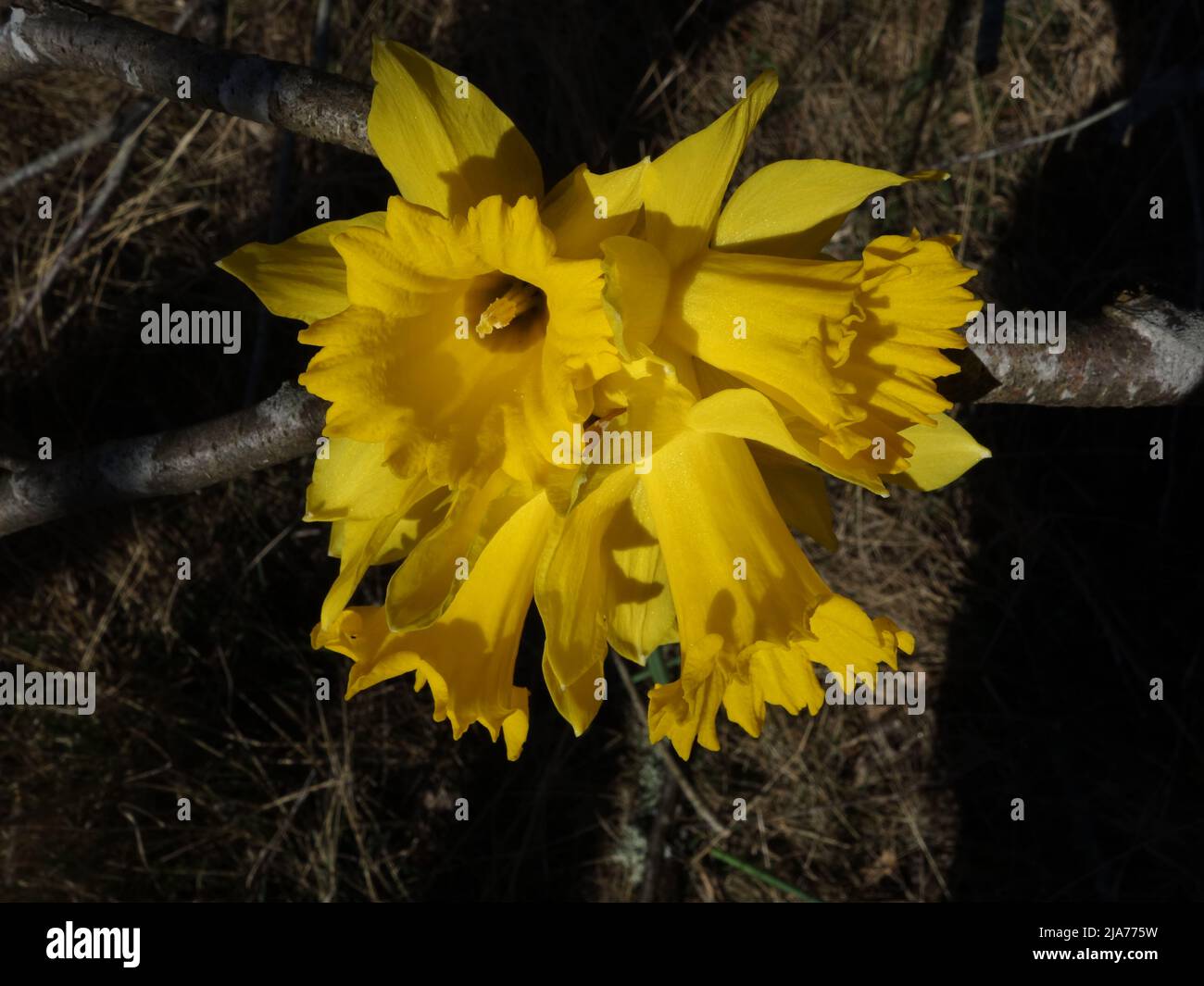 Daffodils selvaggi nella foresta. Foto Stock
